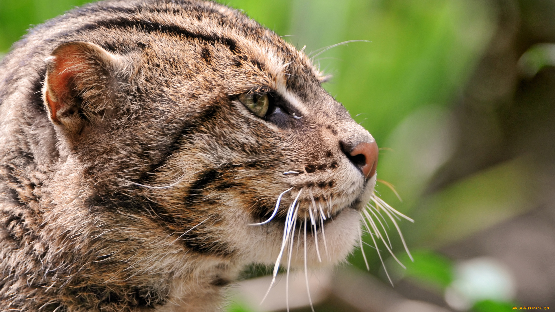 животные, дикие, кошки, кот, дикий, камышовый, кошка-рыболов, fishing, cat
