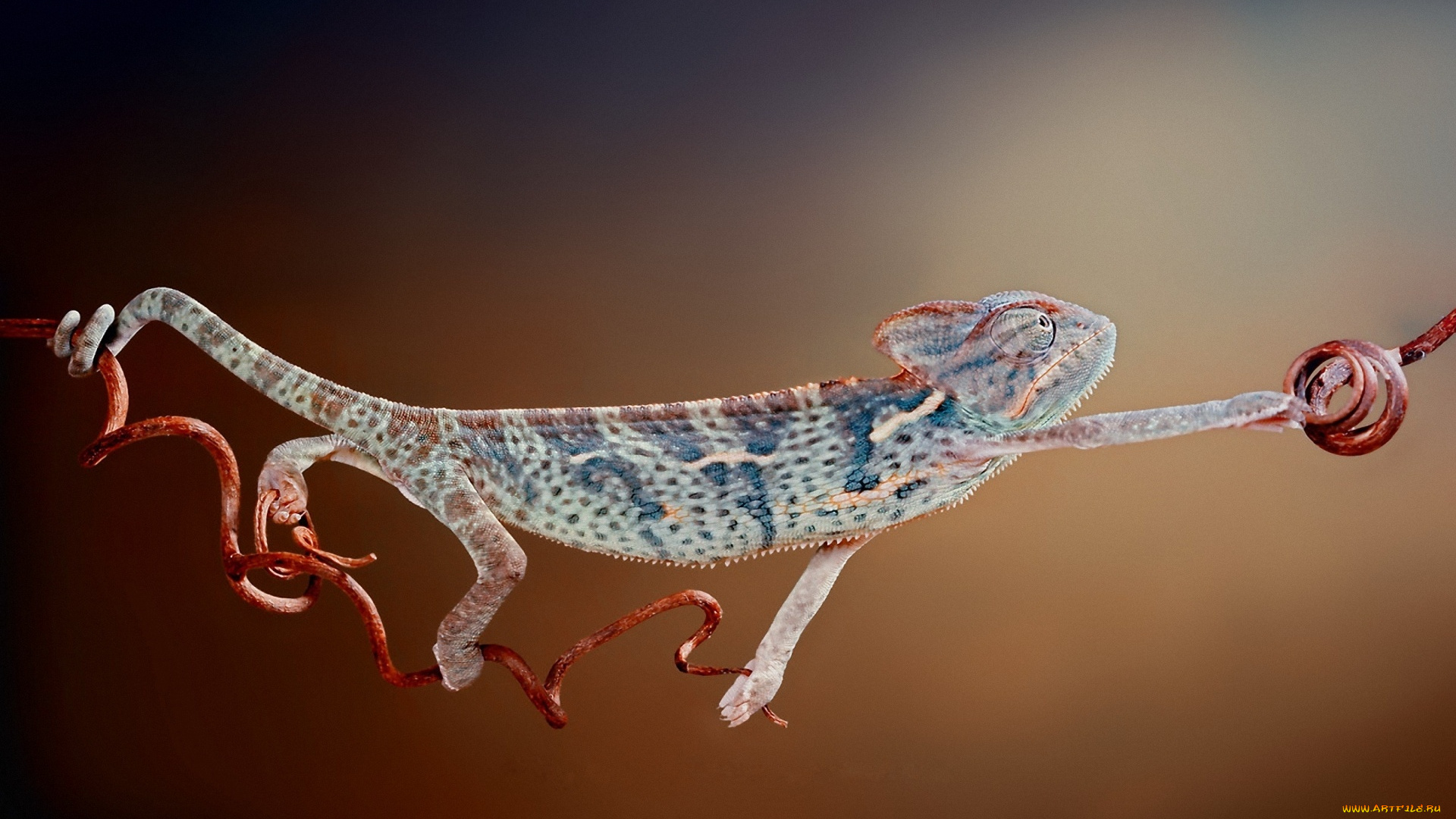 животные, хамелеоны, завис, веточка, хамелеон