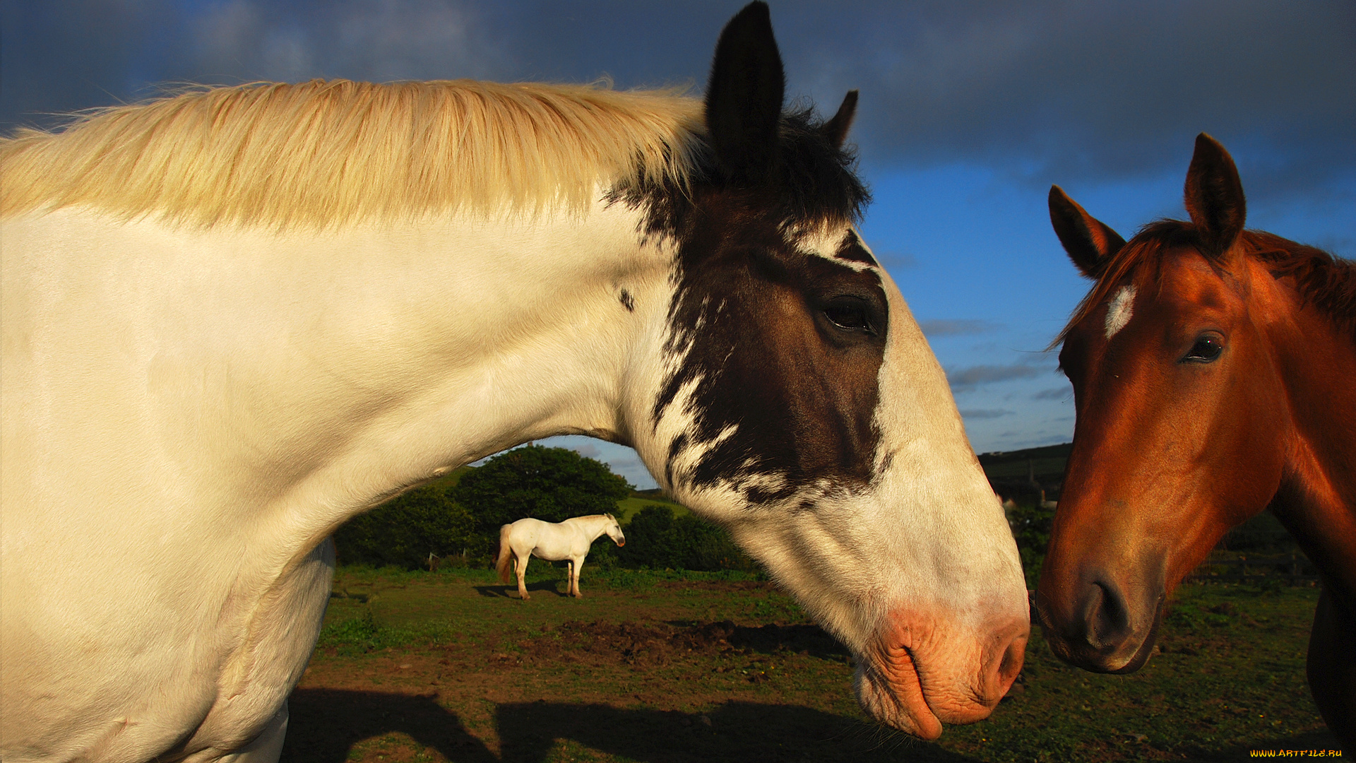 животные, лошади, ревность