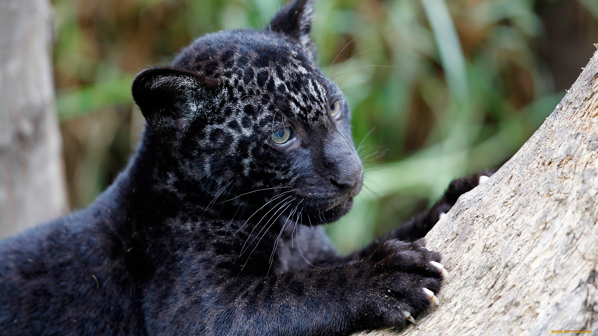 животные, пантеры, ягуар, чёрный, пантера