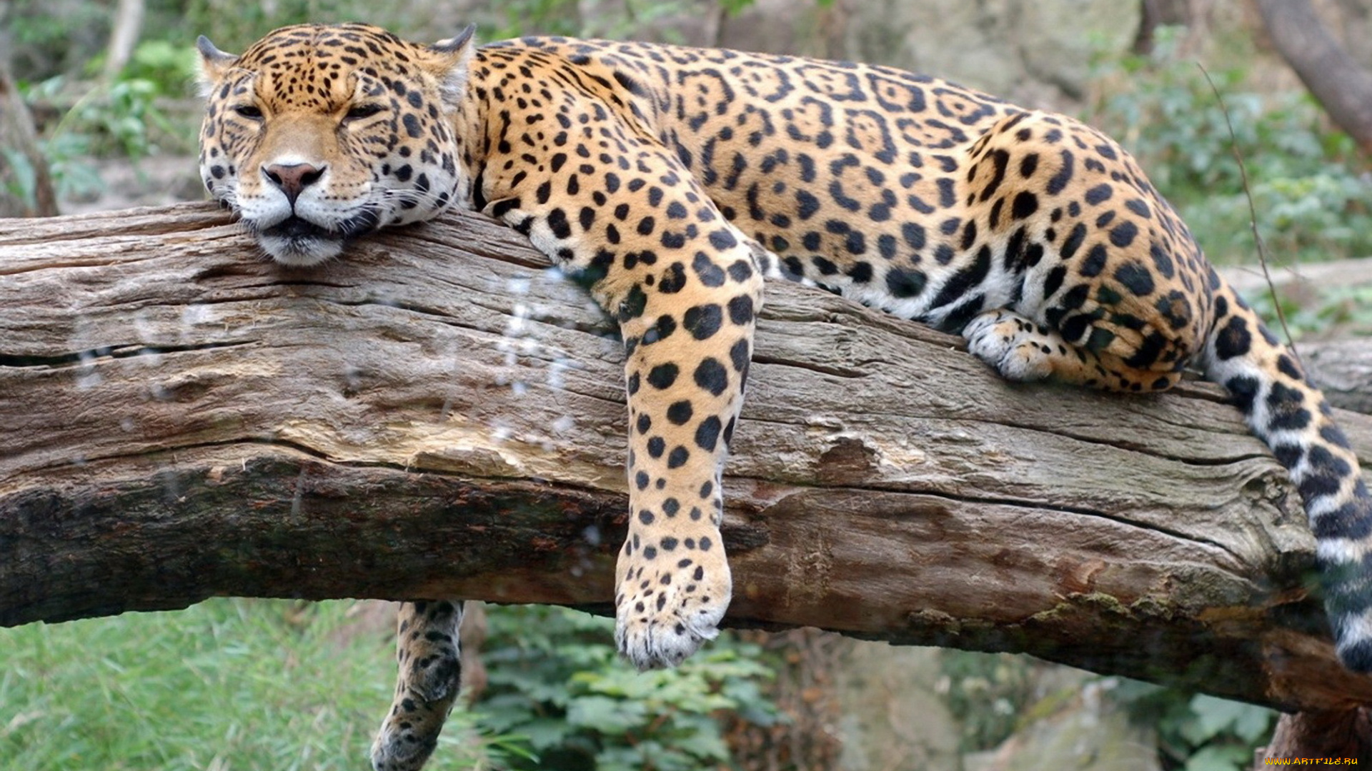 животные, Ягуары, ягуар, ствол, отдых