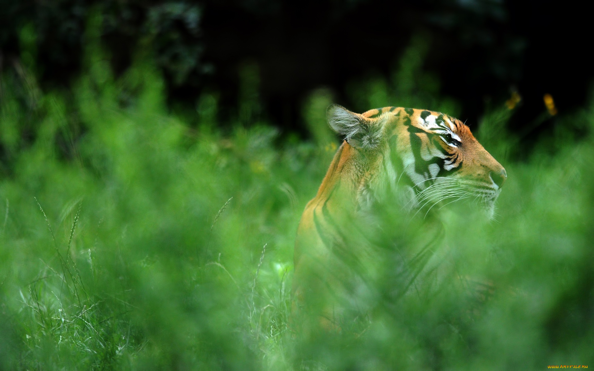 животные, тигры, тигр, трава, зелень