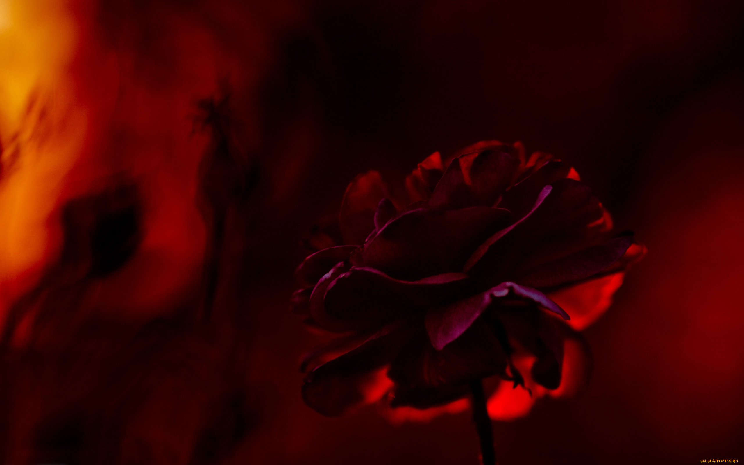 цветы, лепестки