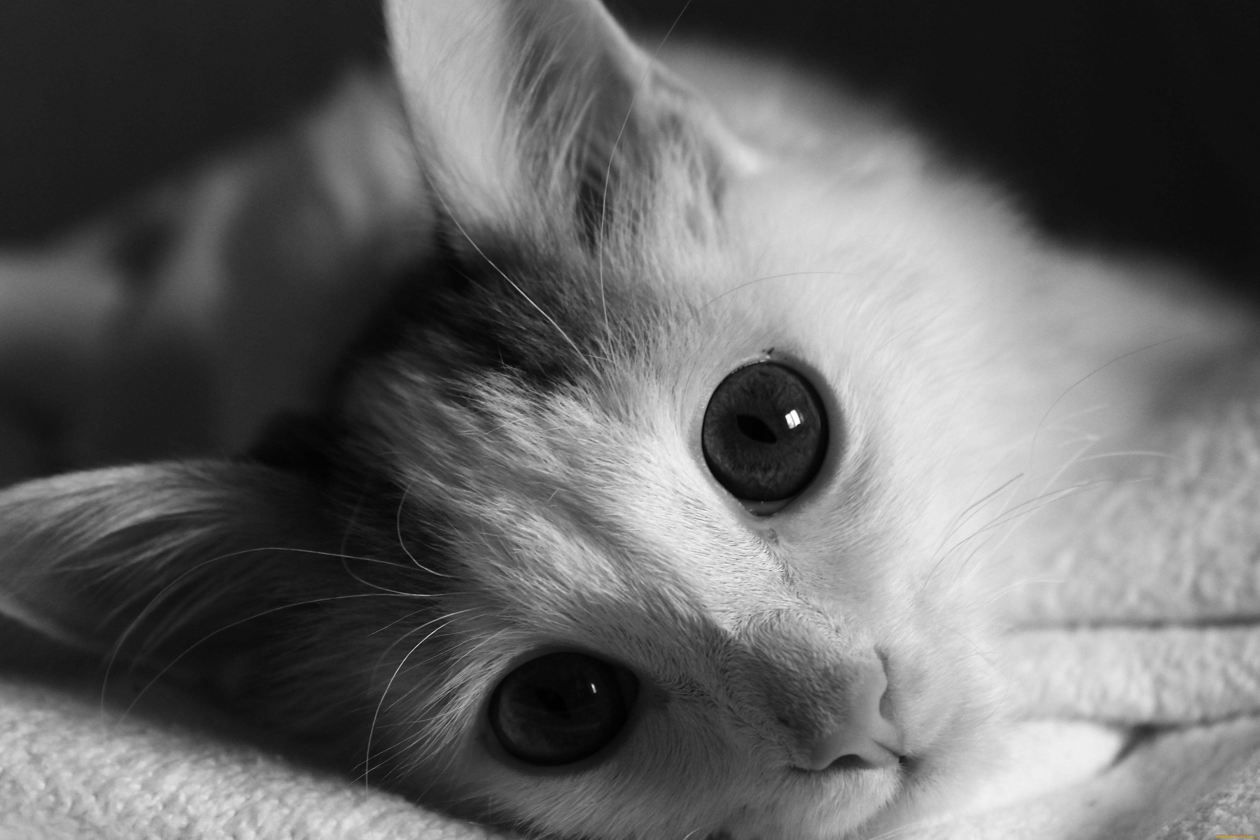 животные, коты, кот, кошка, глаза, взгляд