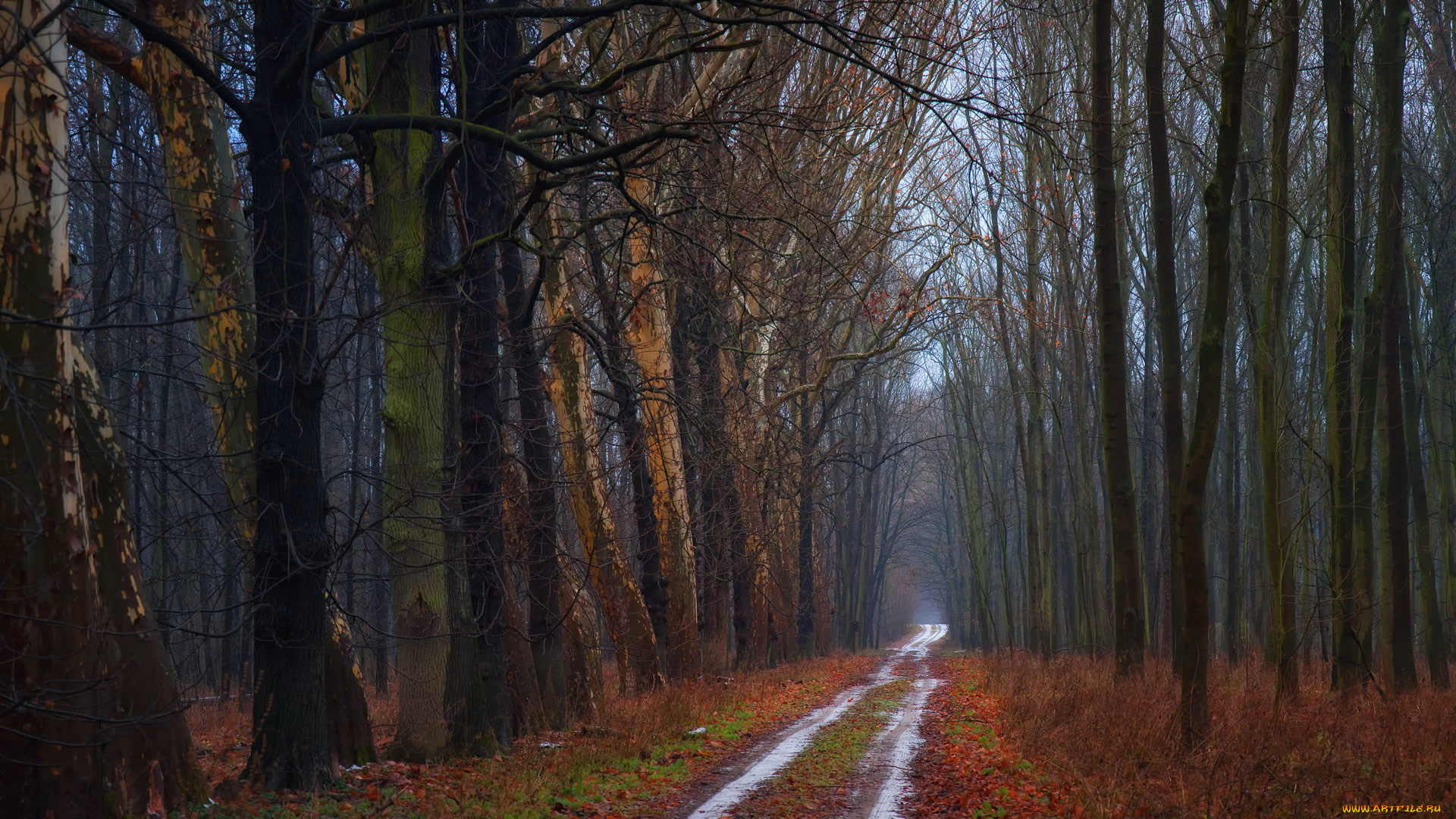 природа, дороги, лес, дождь, осень