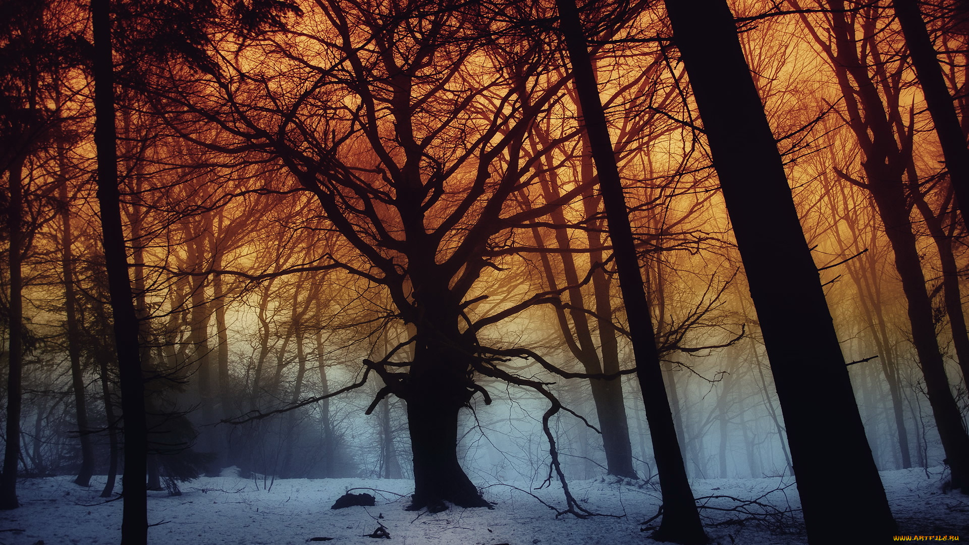 природа, лес, деревья