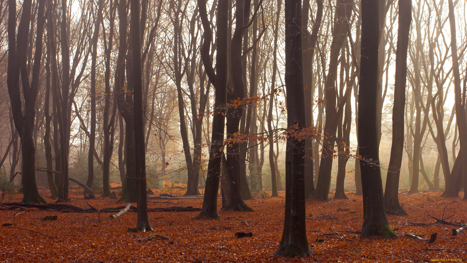 природа, лес, деревья, листья, осень