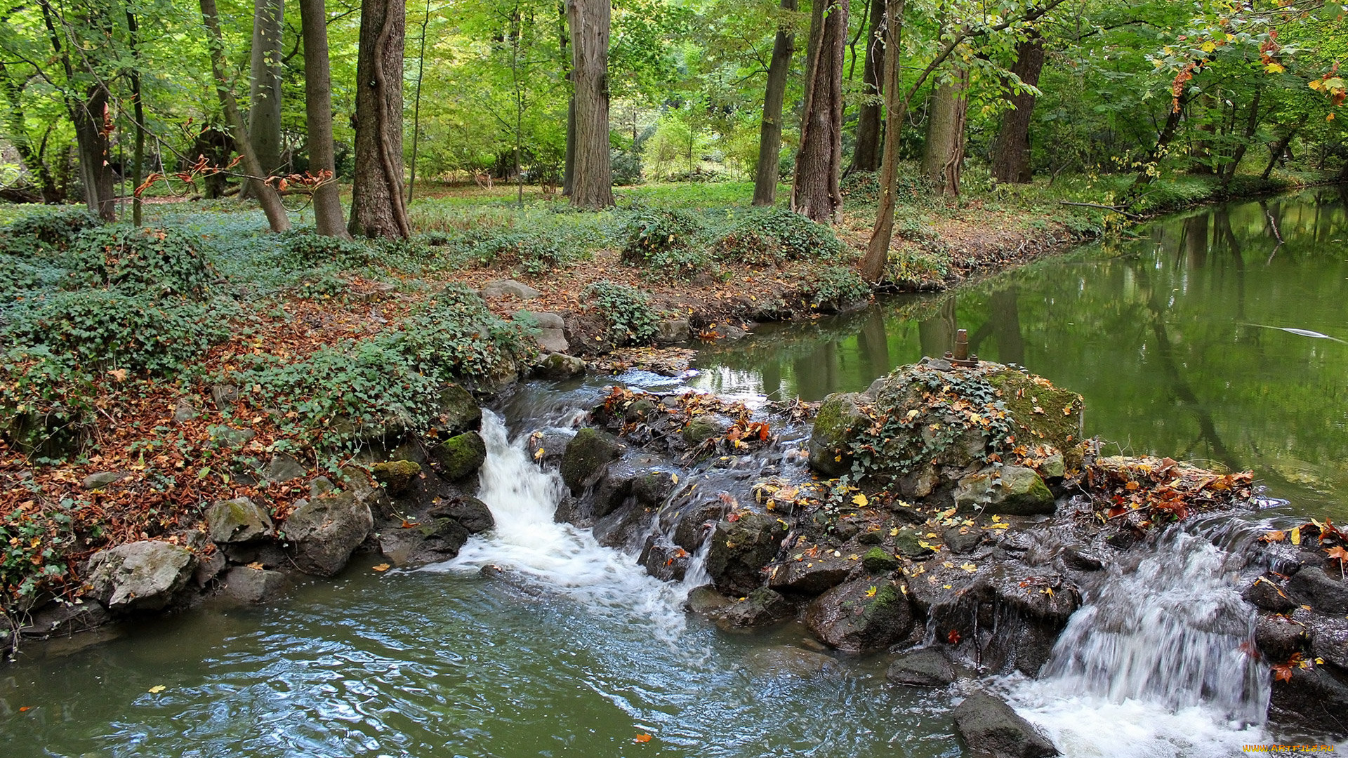 природа, реки, озера, лес, ручей