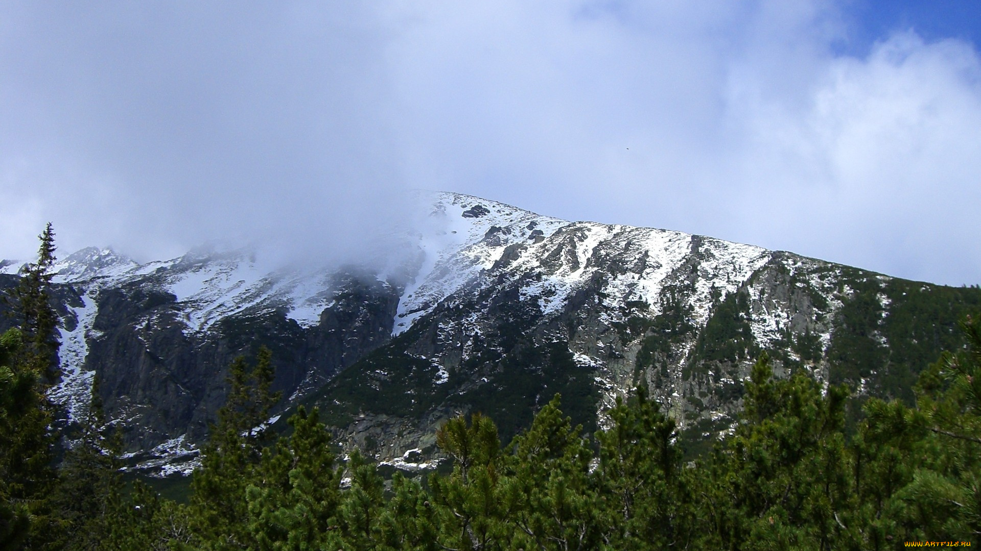 татры, природа, горы, ели