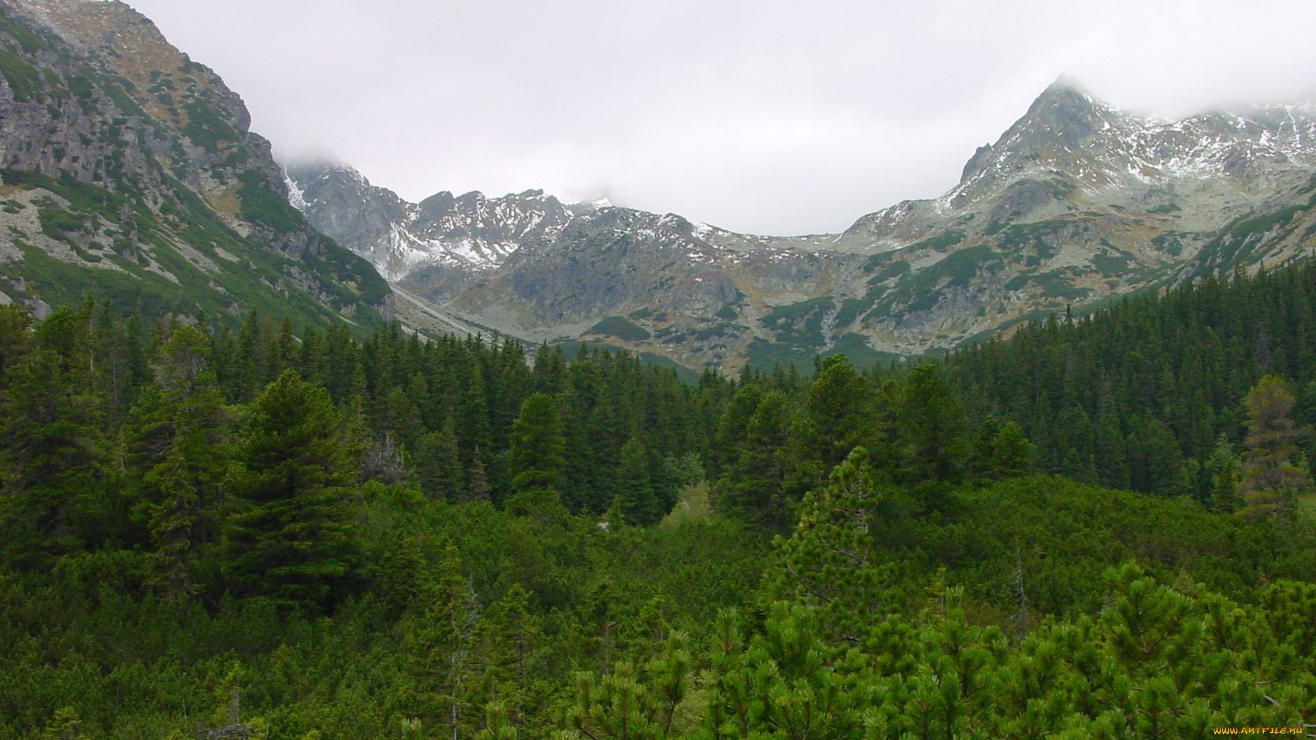 татры, природа, горы, зелень