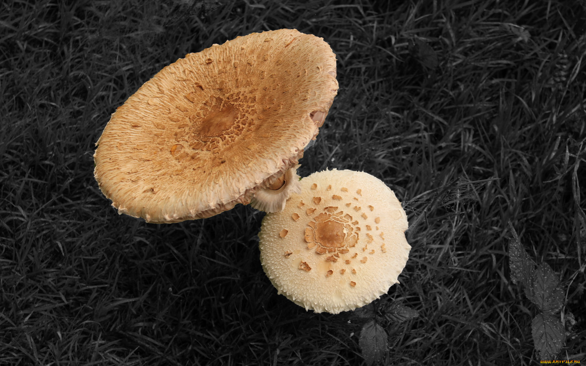 природа, грибы