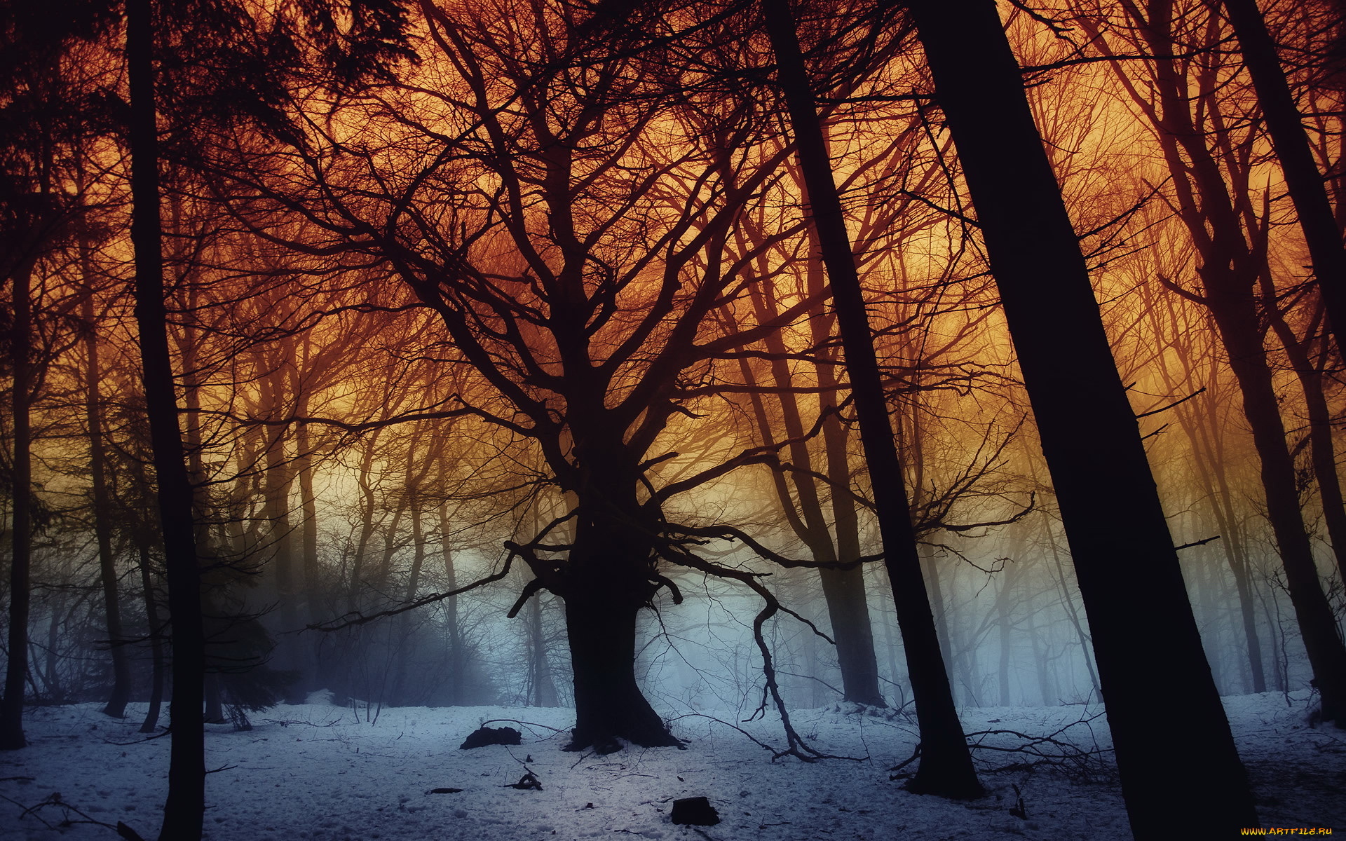 природа, лес, деревья