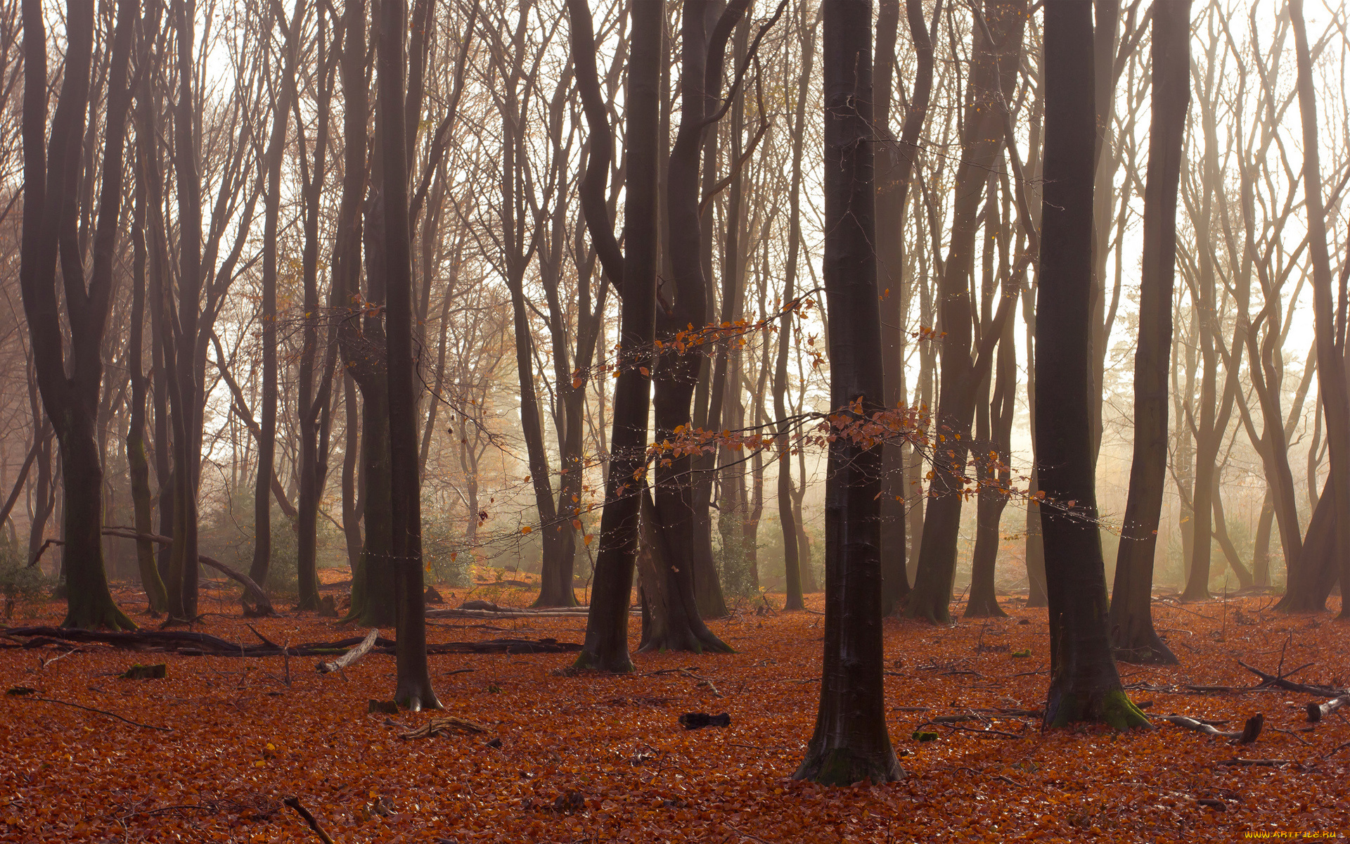 природа, лес, деревья, листья, осень