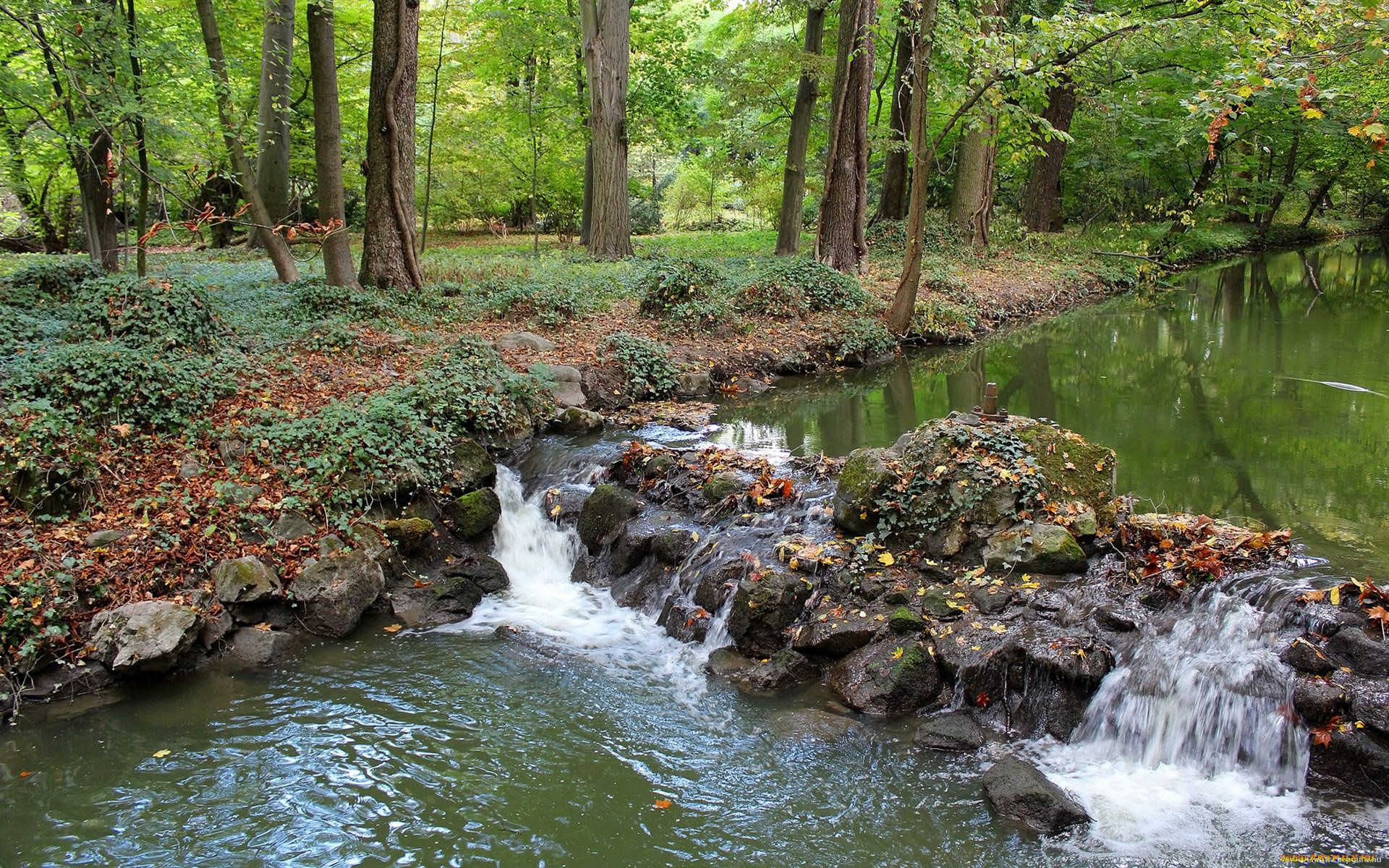 природа, реки, озера, лес, ручей