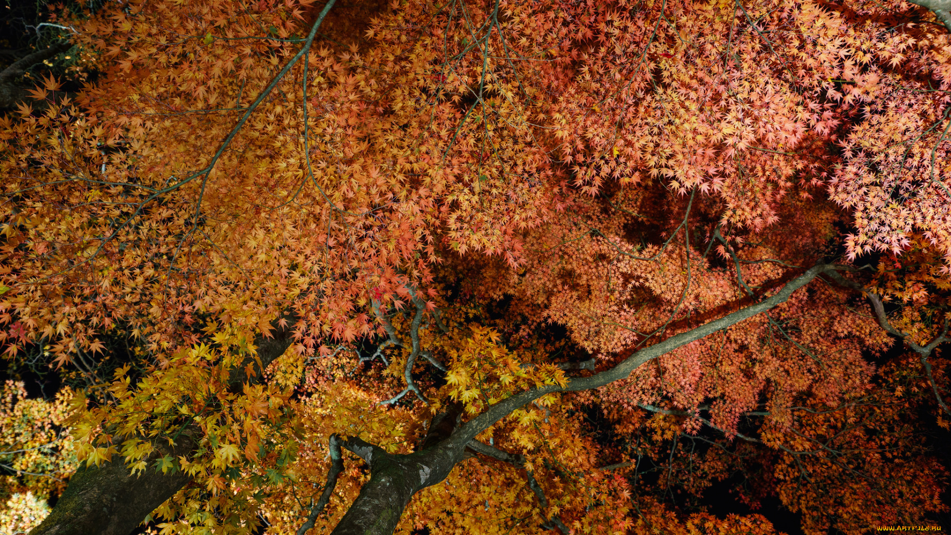 природа, деревья, ветки, листья, осень, ночь