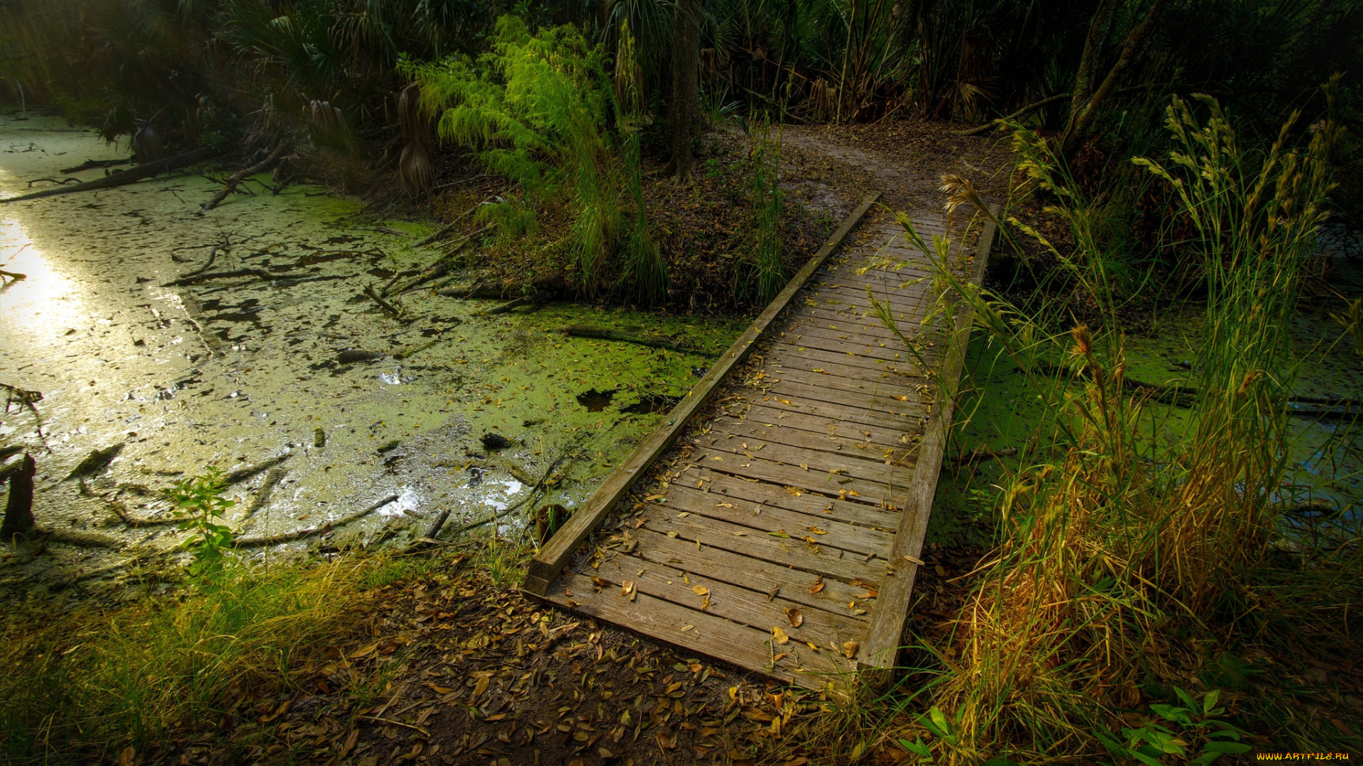 природа, дороги, лес, речка, мостик