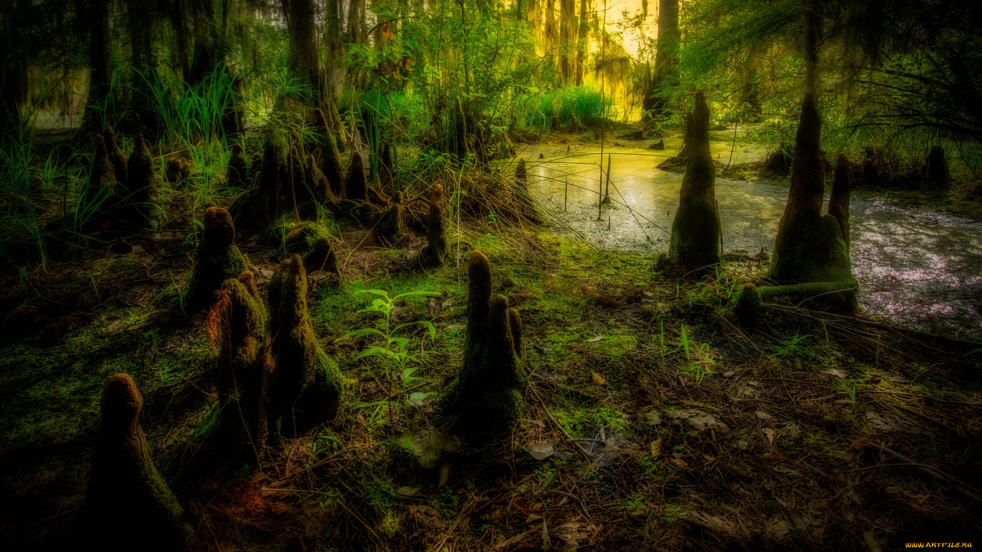 природа, лес, вода