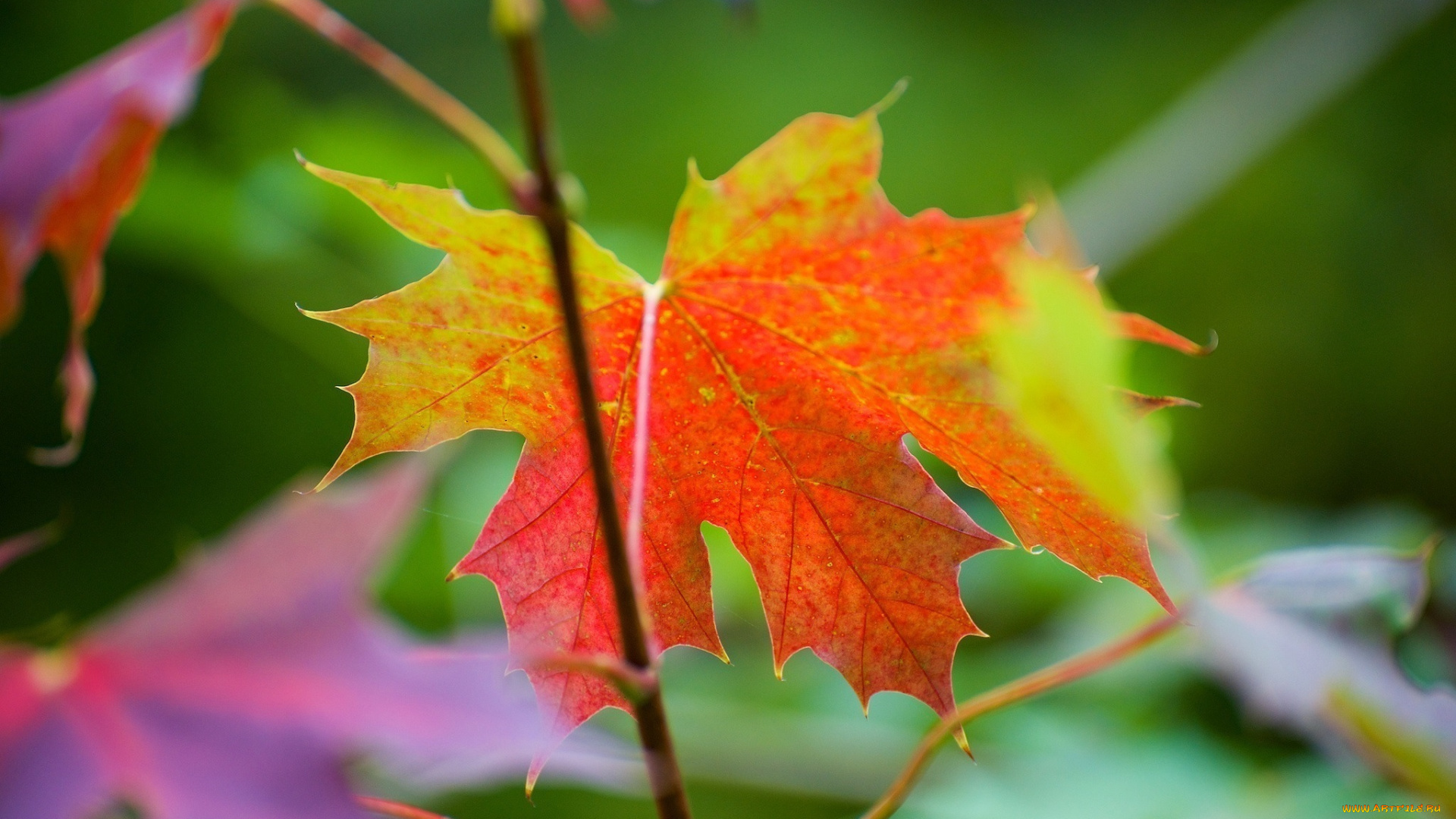 природа, листья, цвета, макро, осень