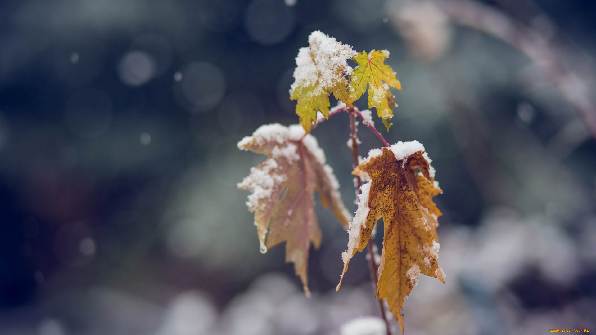 природа, листья, макро, снег, холод, зима, ветка