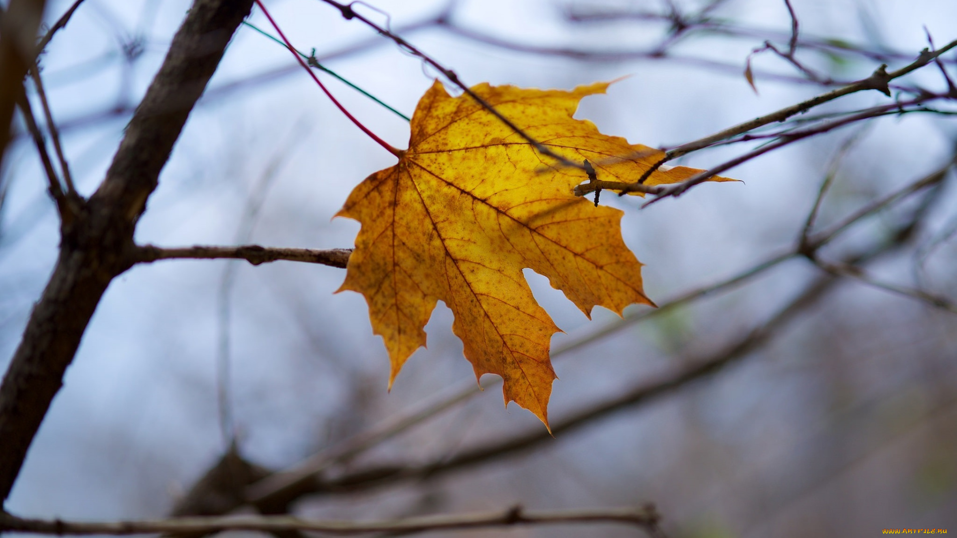 природа, листья, ветки, макро, жёлтый, цвет, осень