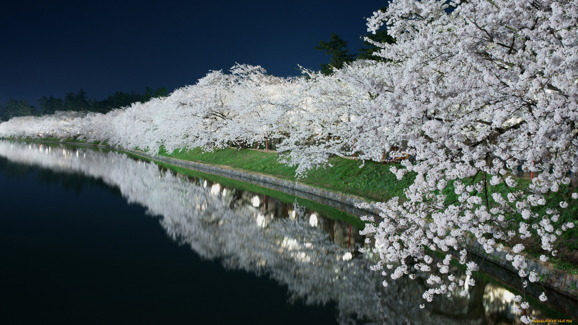 природа, парк, пруд, канал, цветение, сад, свет, ночь, весна