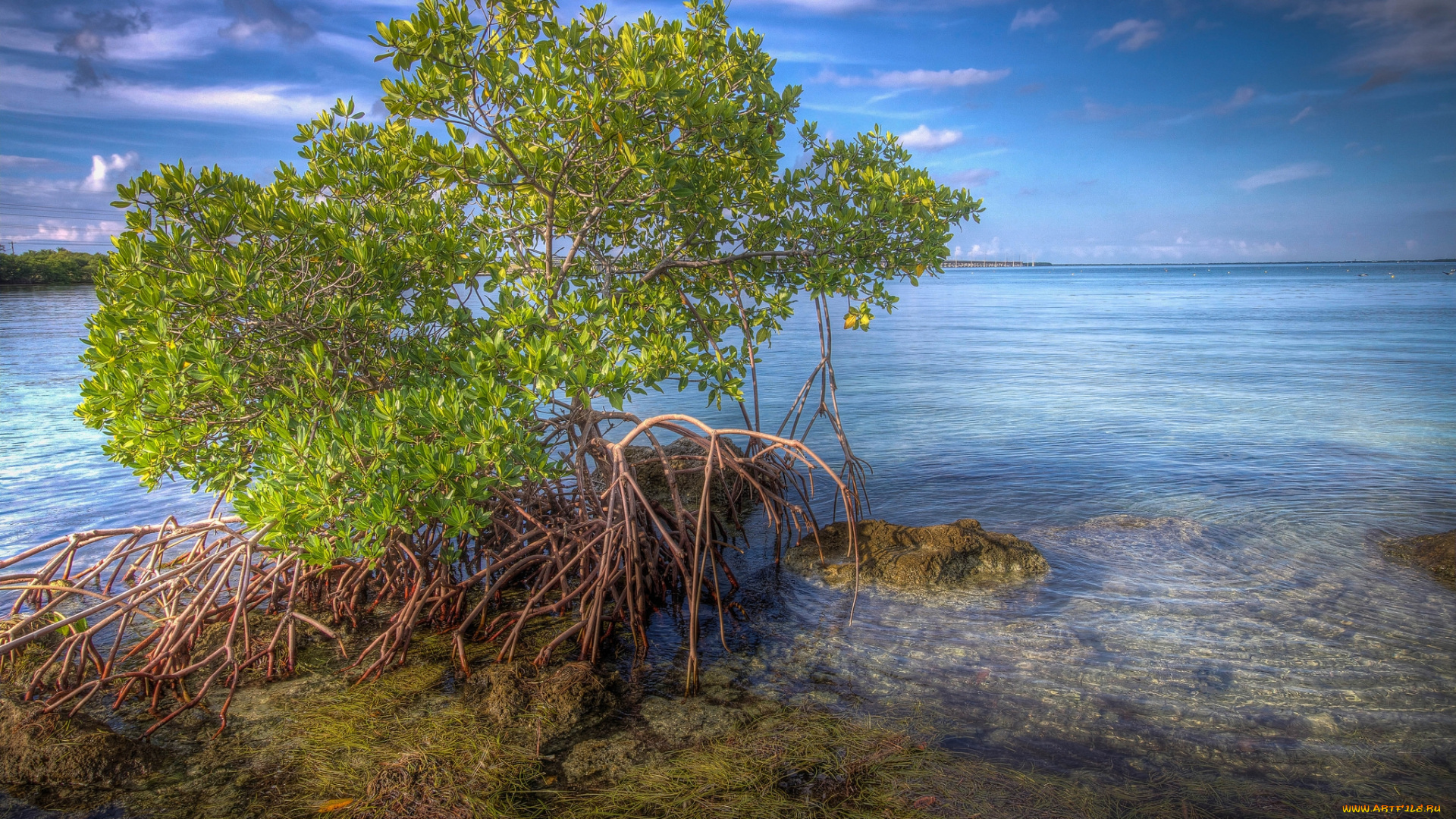 природа, побережье, океан, куст