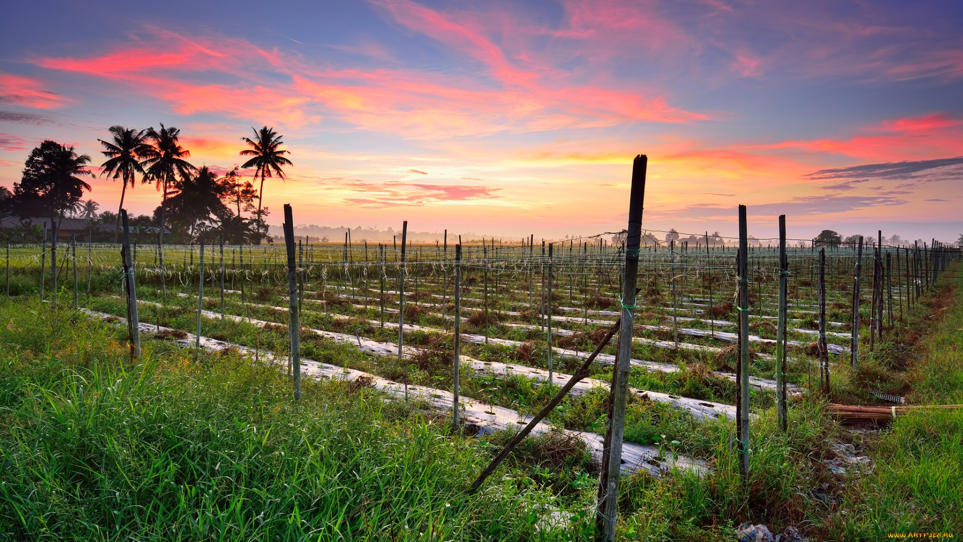 природа, поля, поле, рассвет