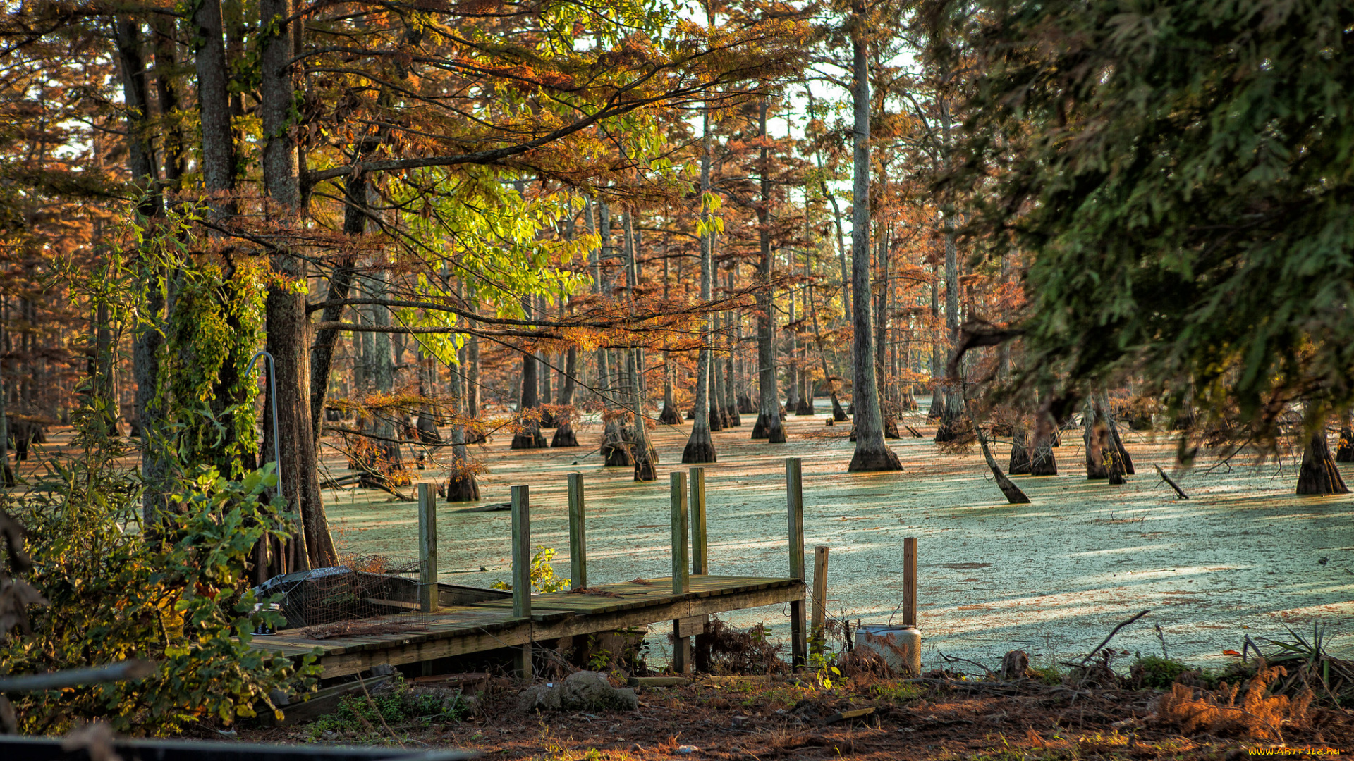 природа, реки, озера, лес, болото, мостик