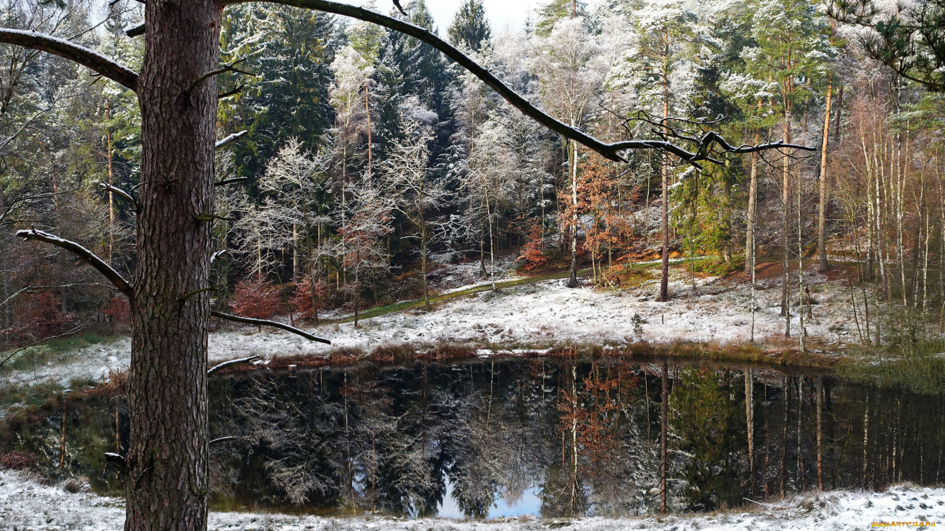 природа, реки, озера, лес, озерко