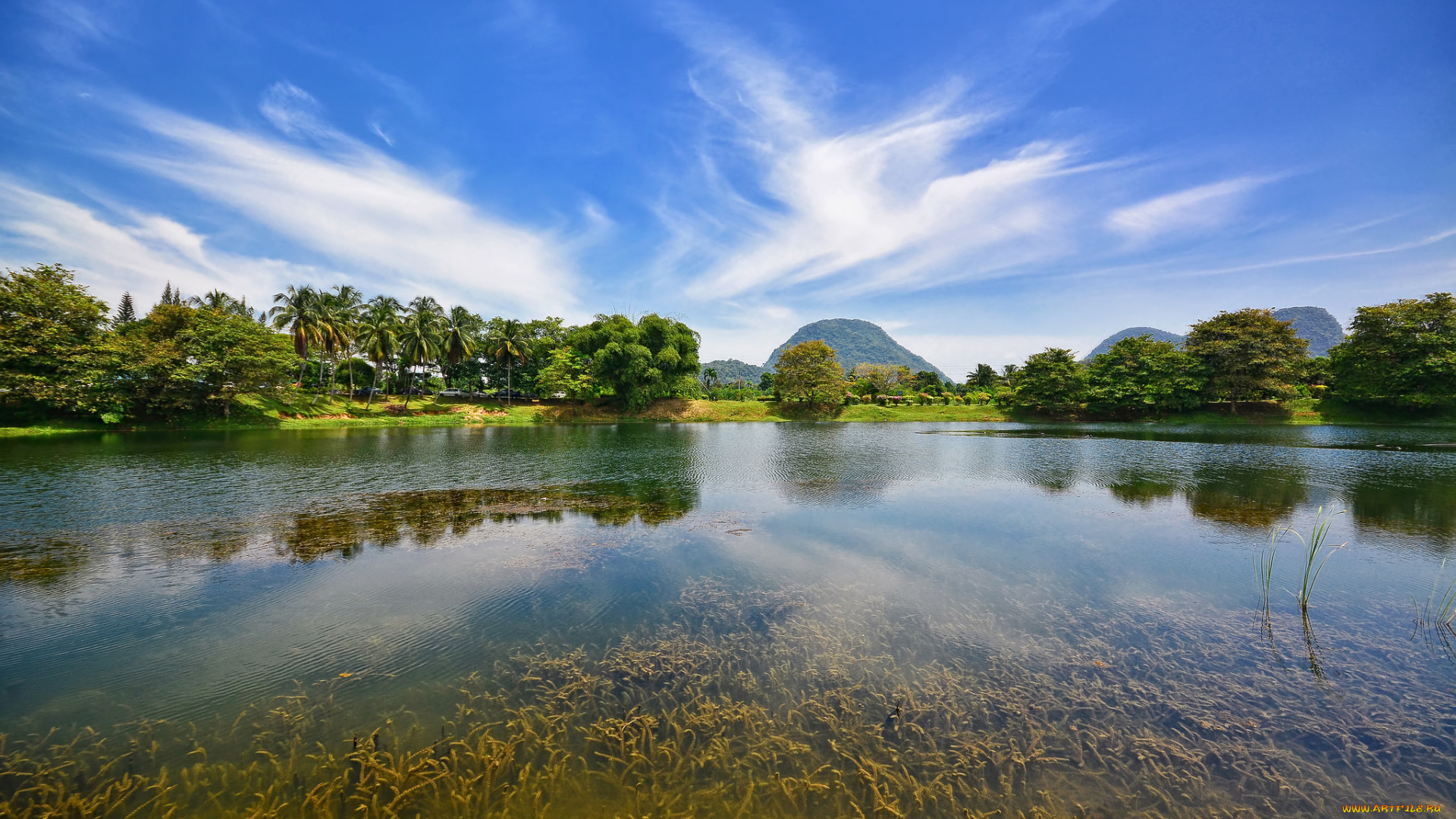 природа, реки, озера, река, пальмы, гора