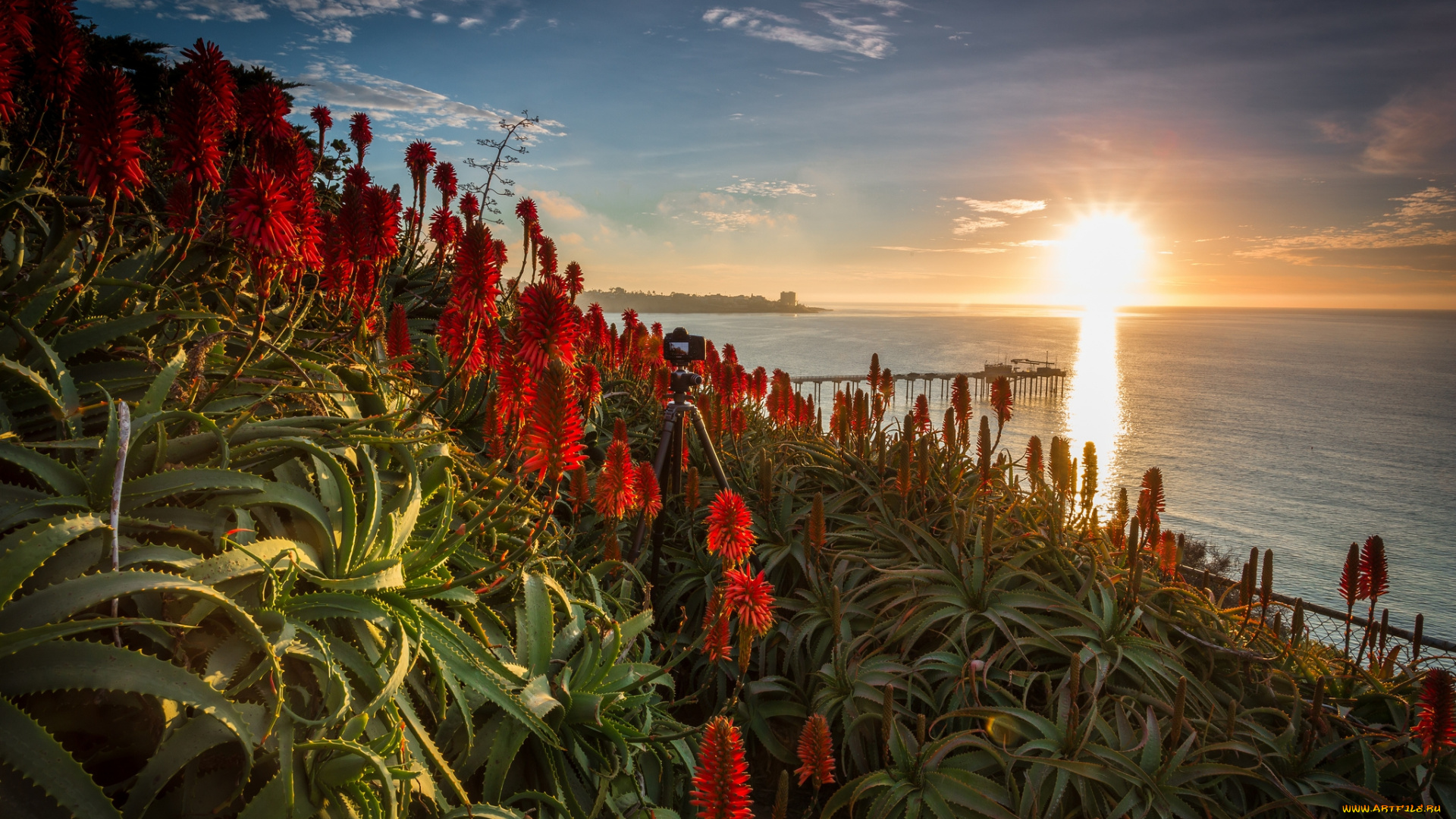 природа, восходы, закаты, океан, цветы, рассвет