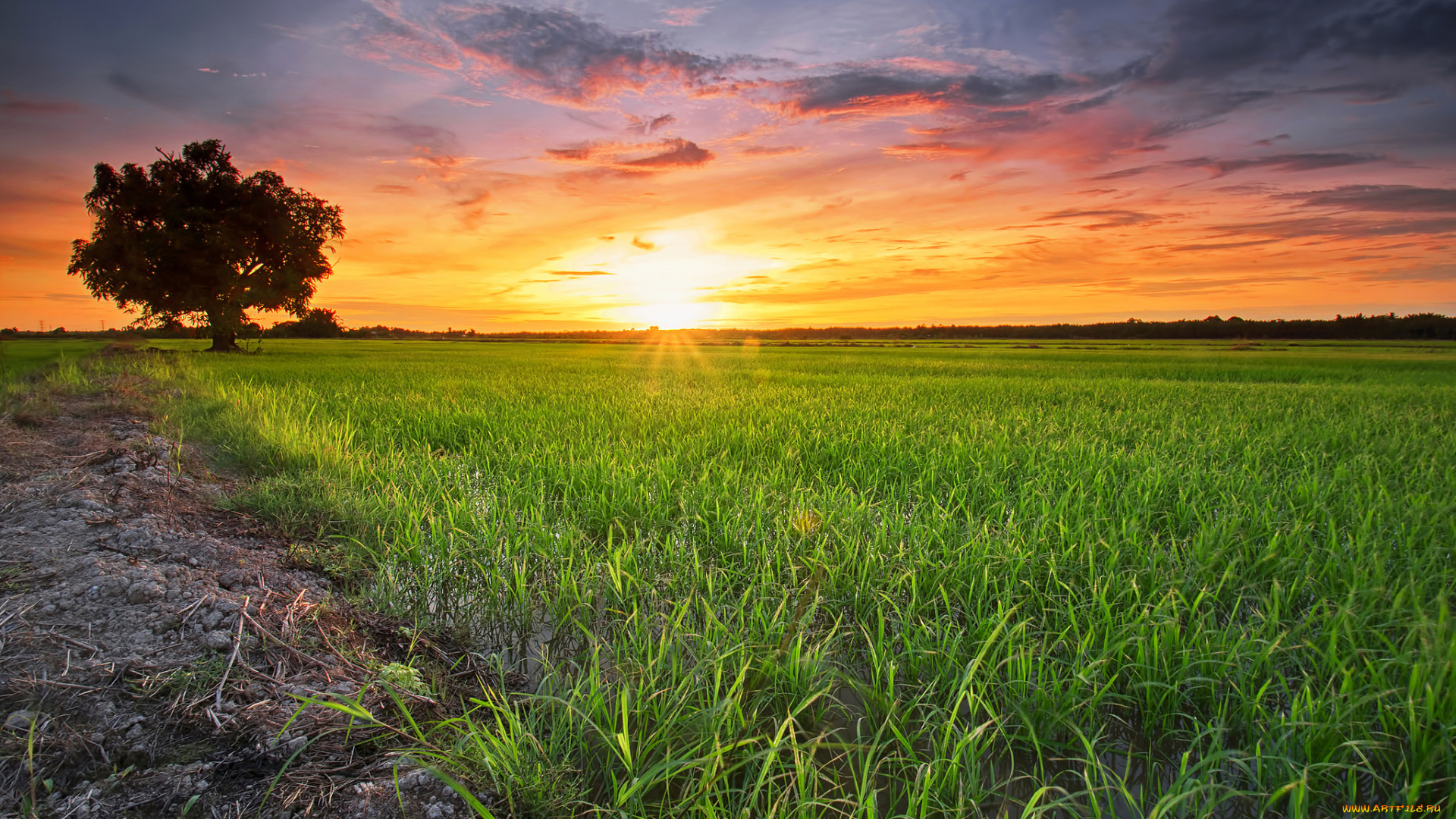 природа, восходы, закаты, поле, рассвет