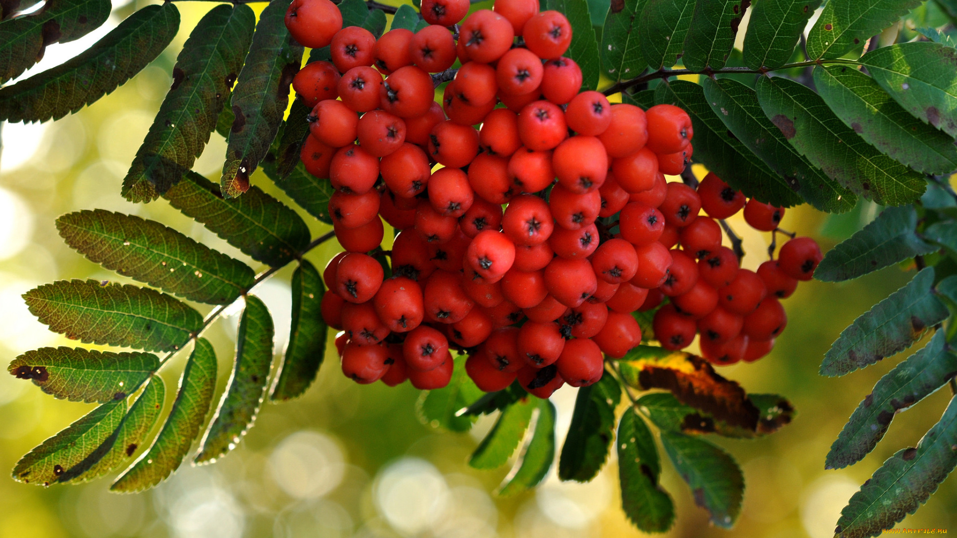 природа, Ягоды, , рябина, рябина, кисть
