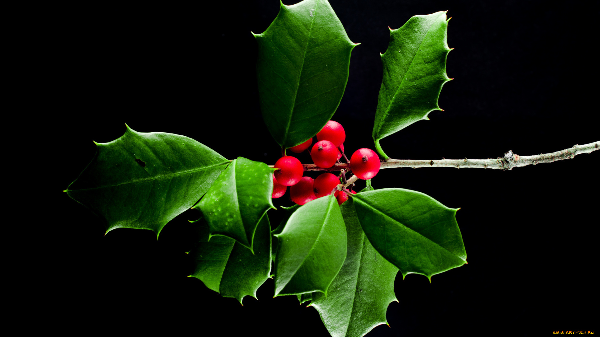 природа, Ягоды, ветка, листья, плоды, ягоды, макро