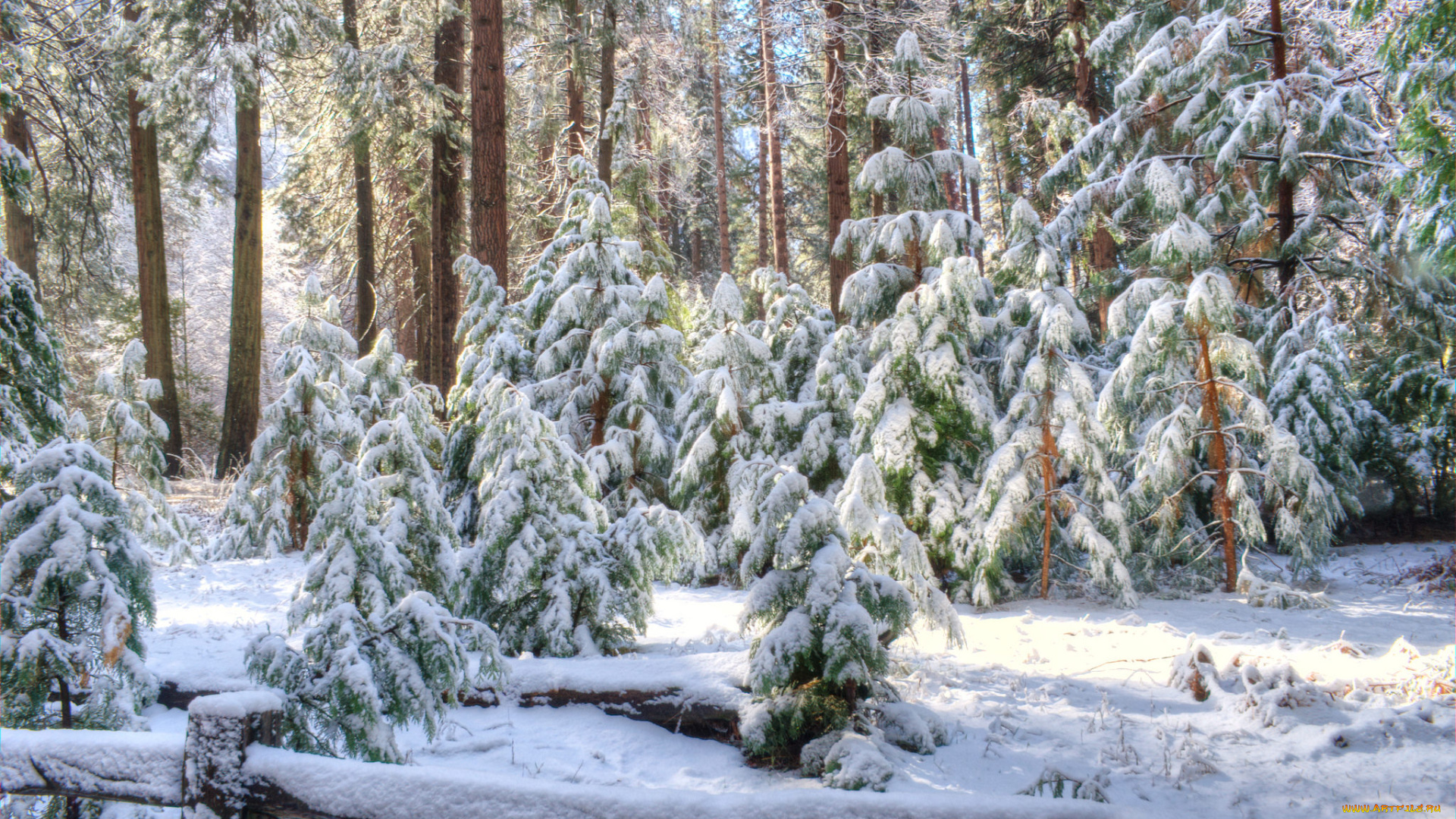 природа, зима, ели, снег, сугробы