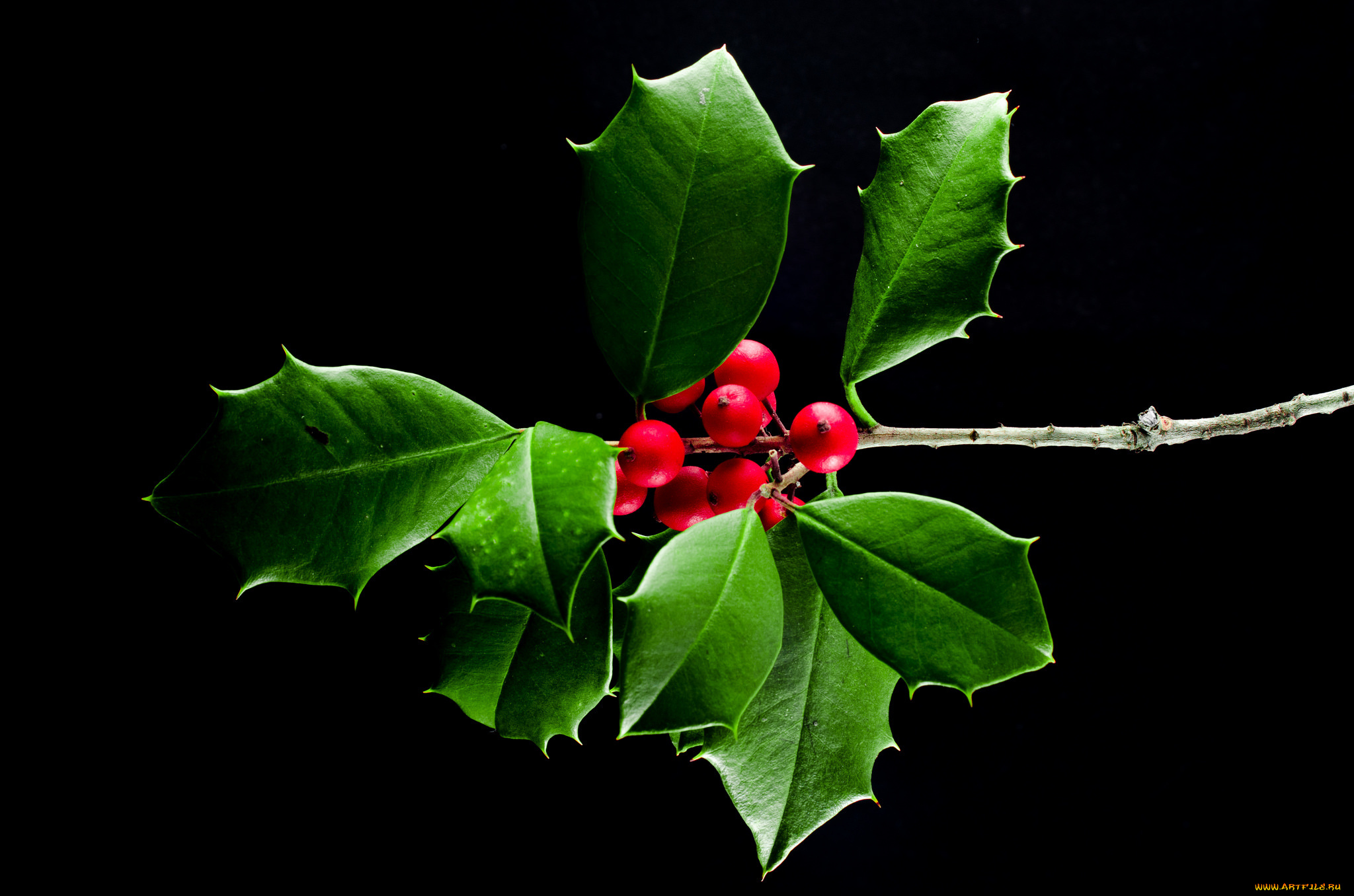 природа, Ягоды, ветка, листья, плоды, ягоды, макро