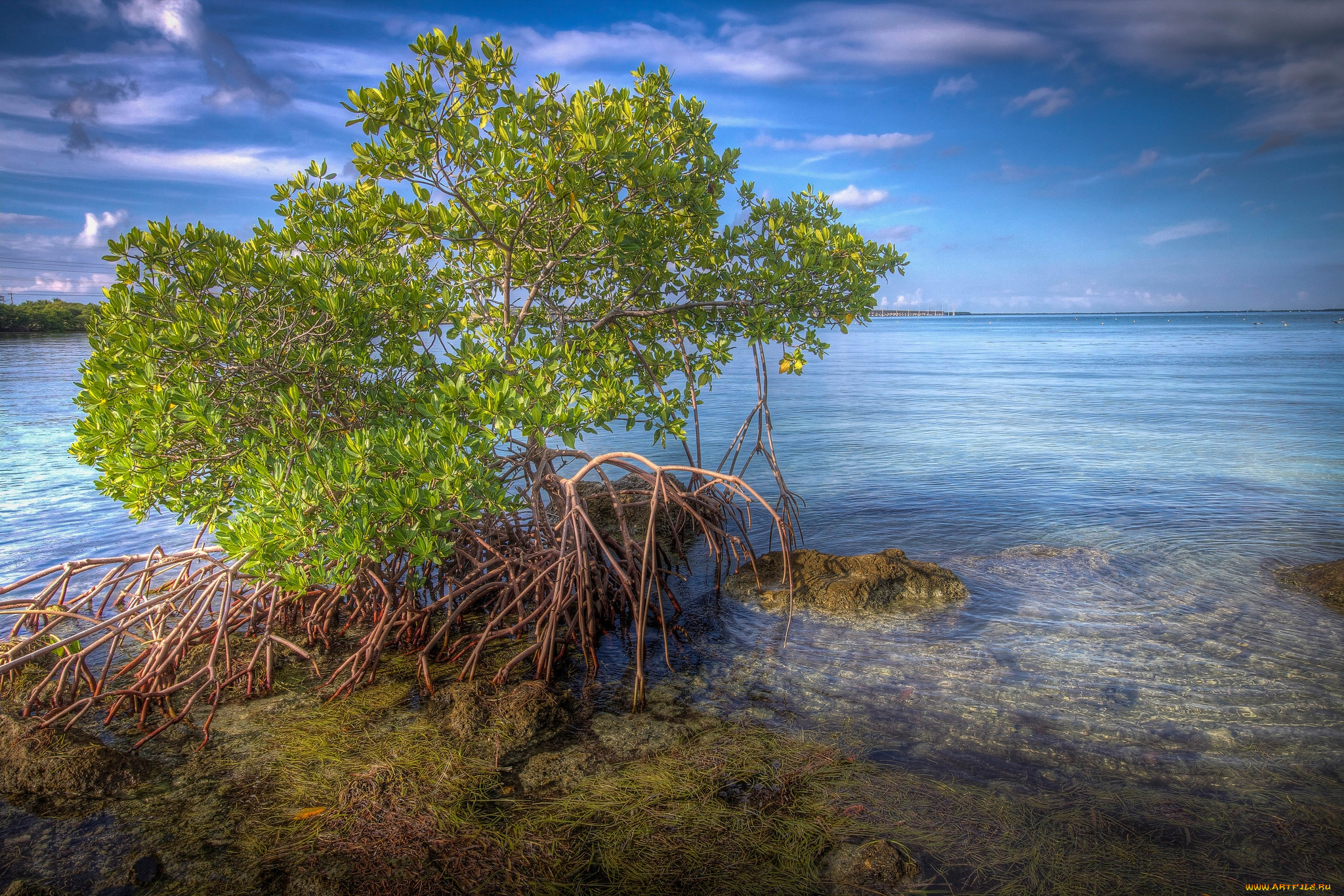 природа, побережье, океан, куст