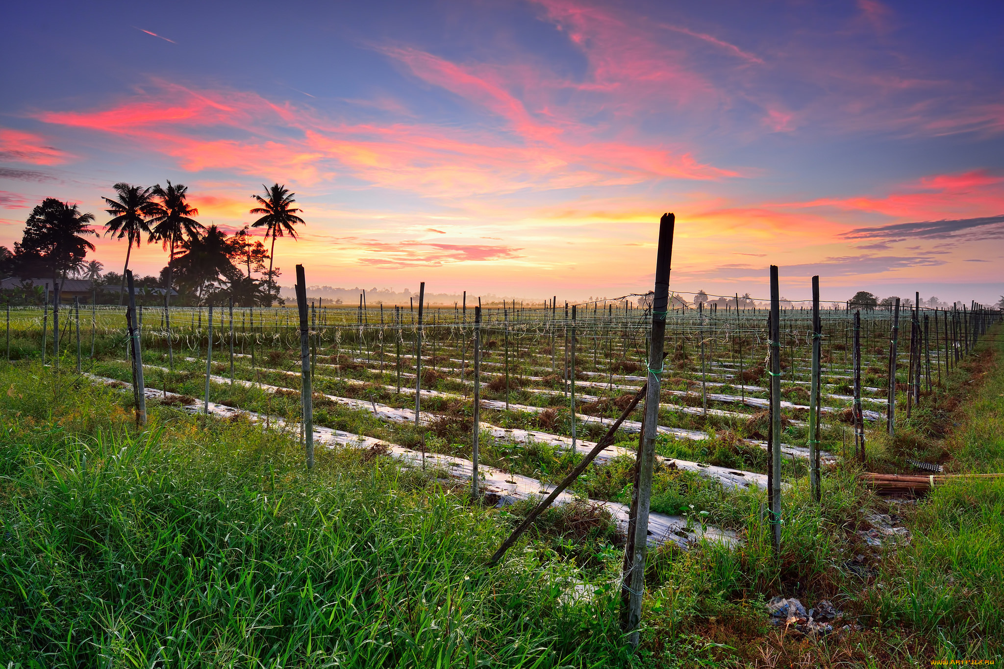 природа, поля, поле, рассвет