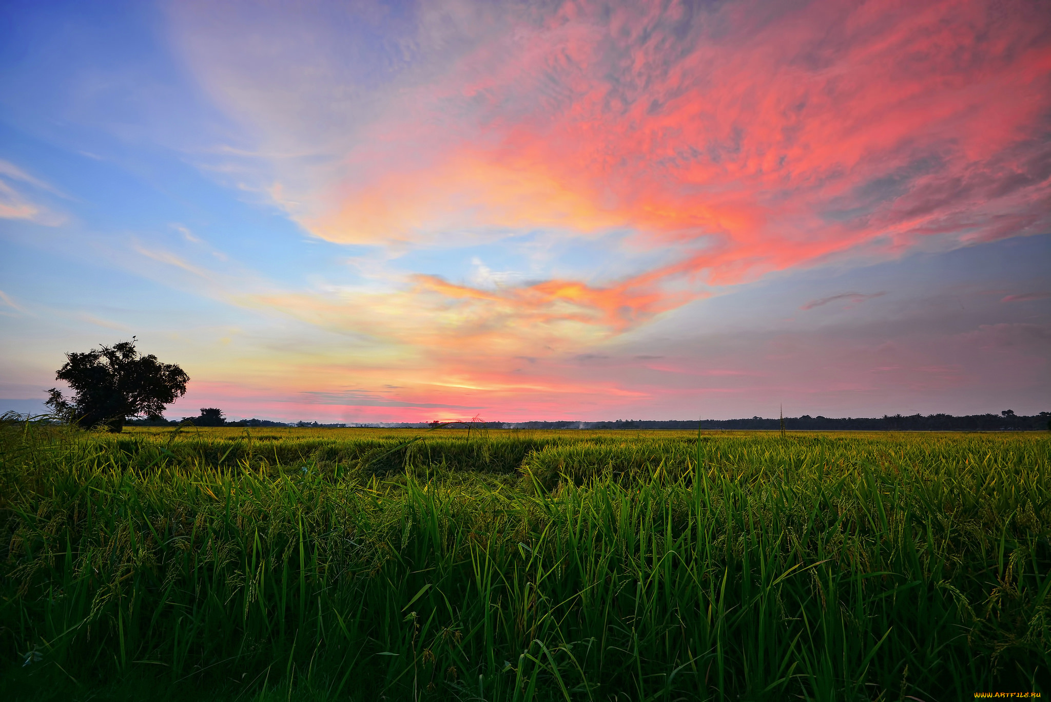 природа, поля, поле, рассвет