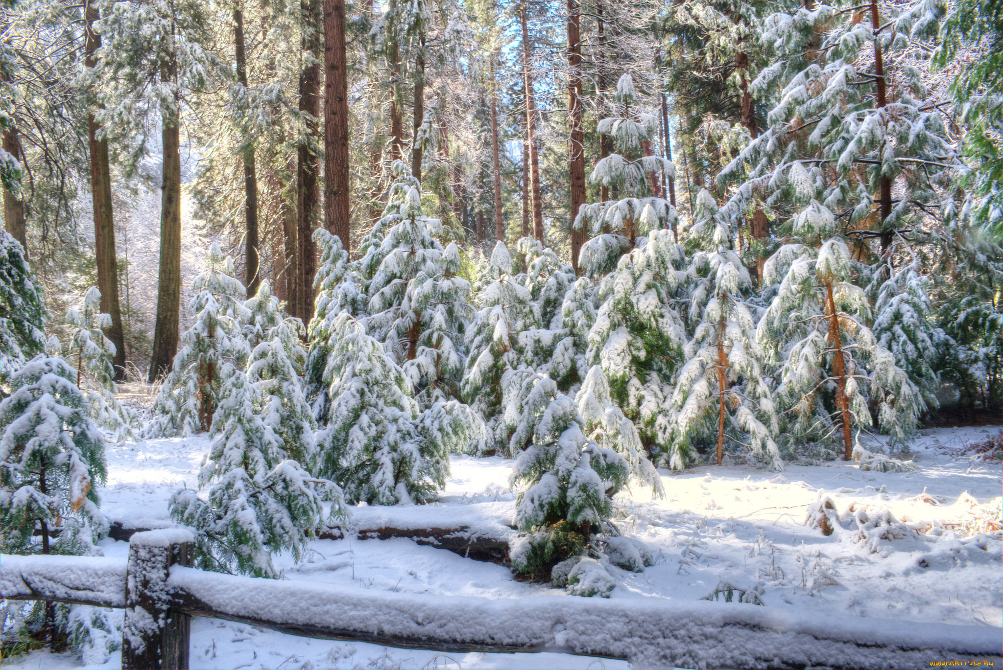 природа, зима, ели, снег, сугробы