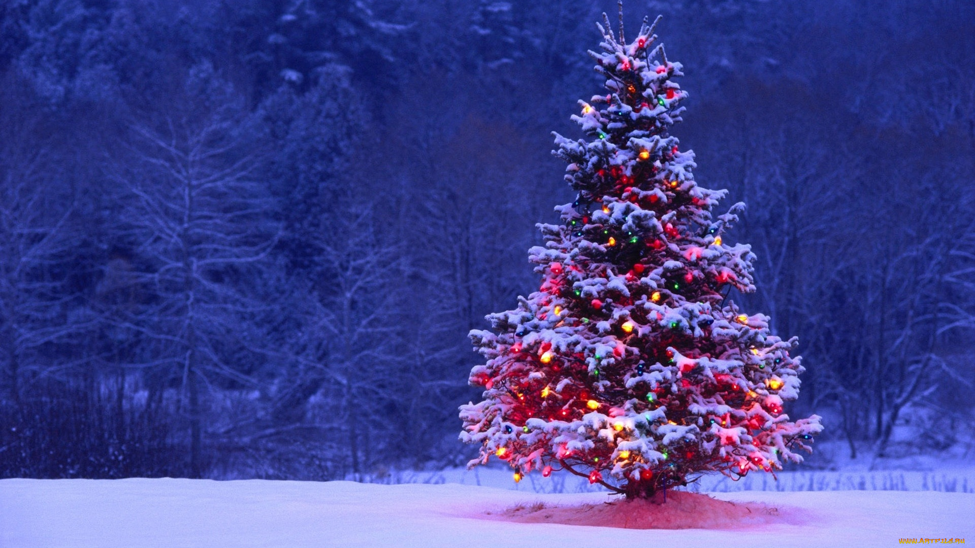 праздничные, Ёлки, ёлка, снег, лес, огни, украшения