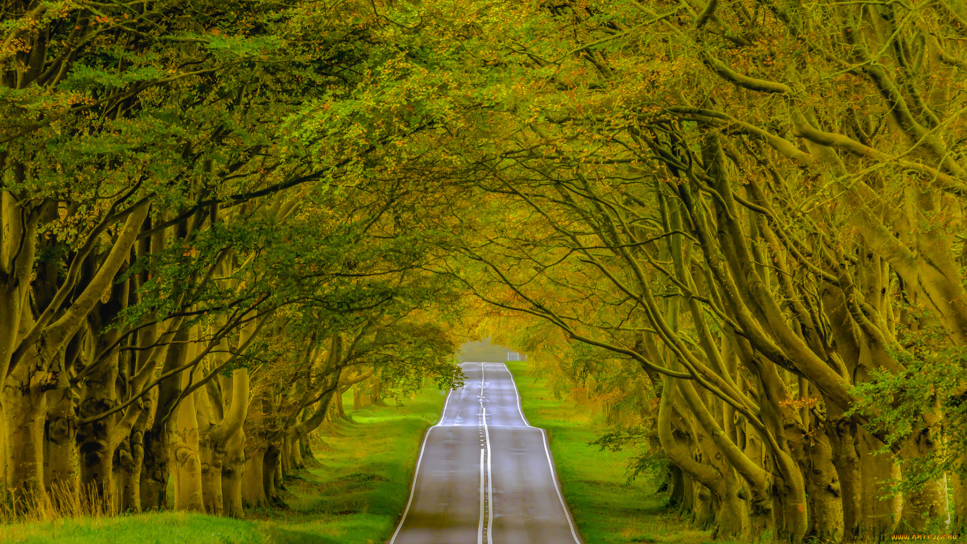 природа, дороги, аллея, шоссе