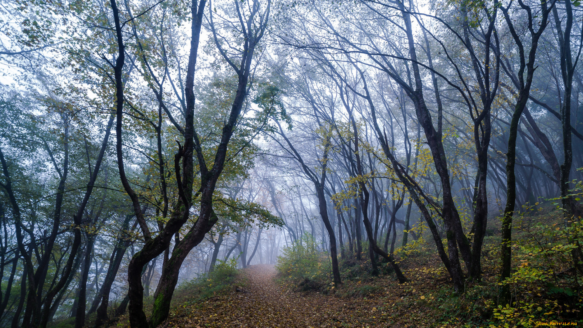 природа, дороги, тропинка, лес