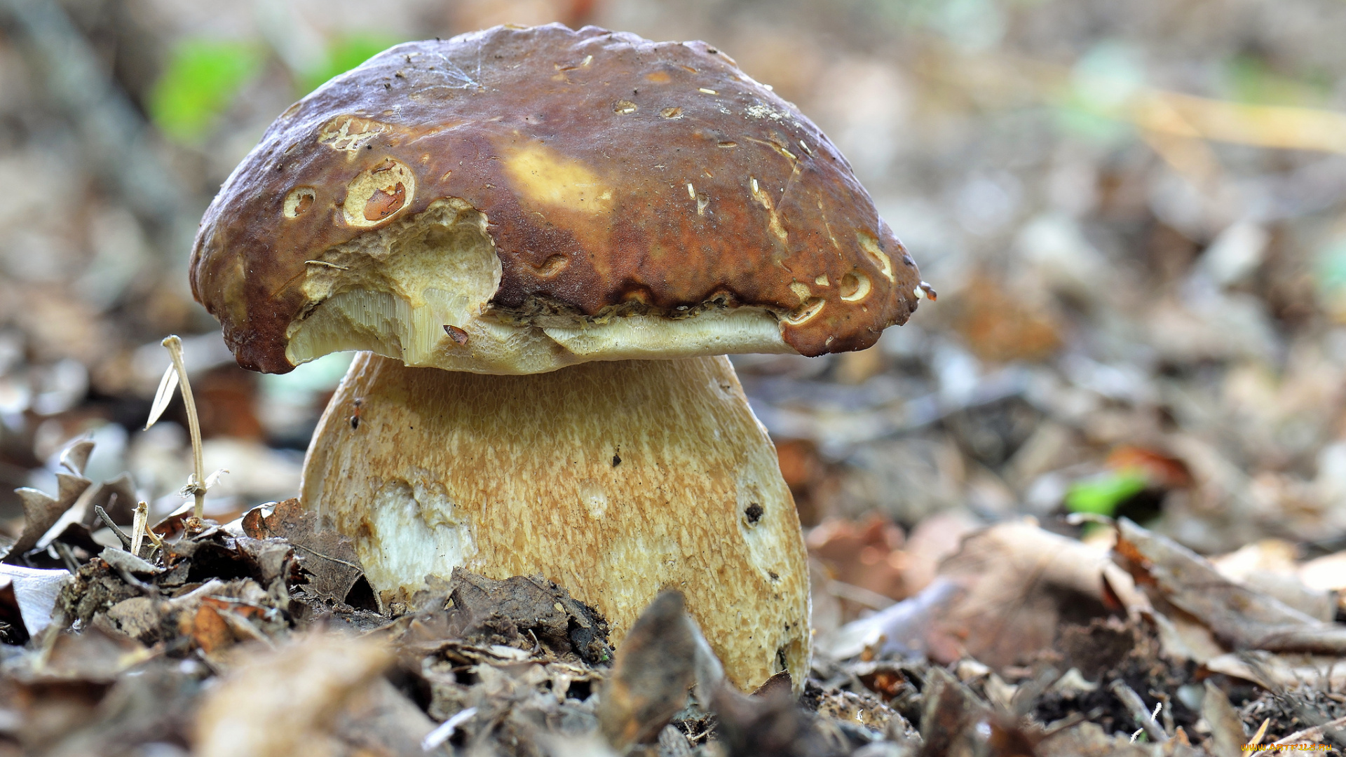 природа, грибы, боровик