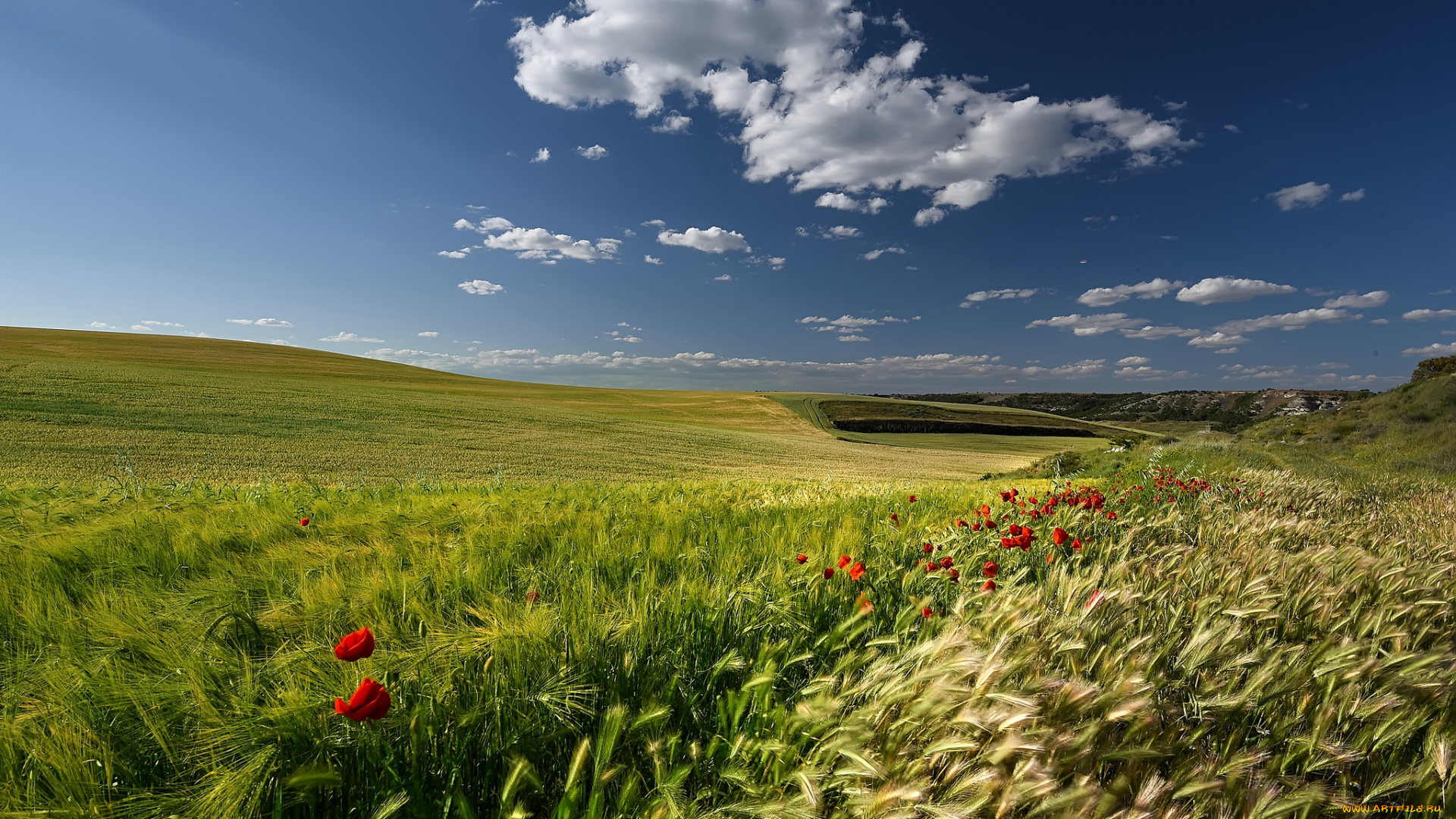 природа, поля, поле, злаки