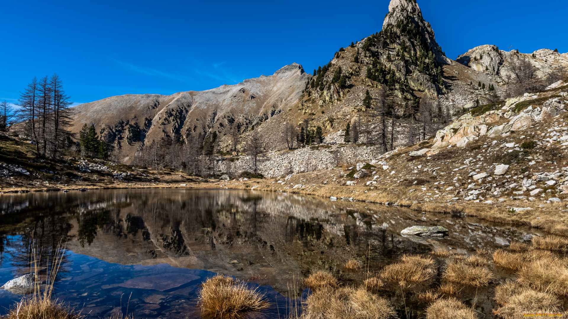 природа, реки, озера, река, лес