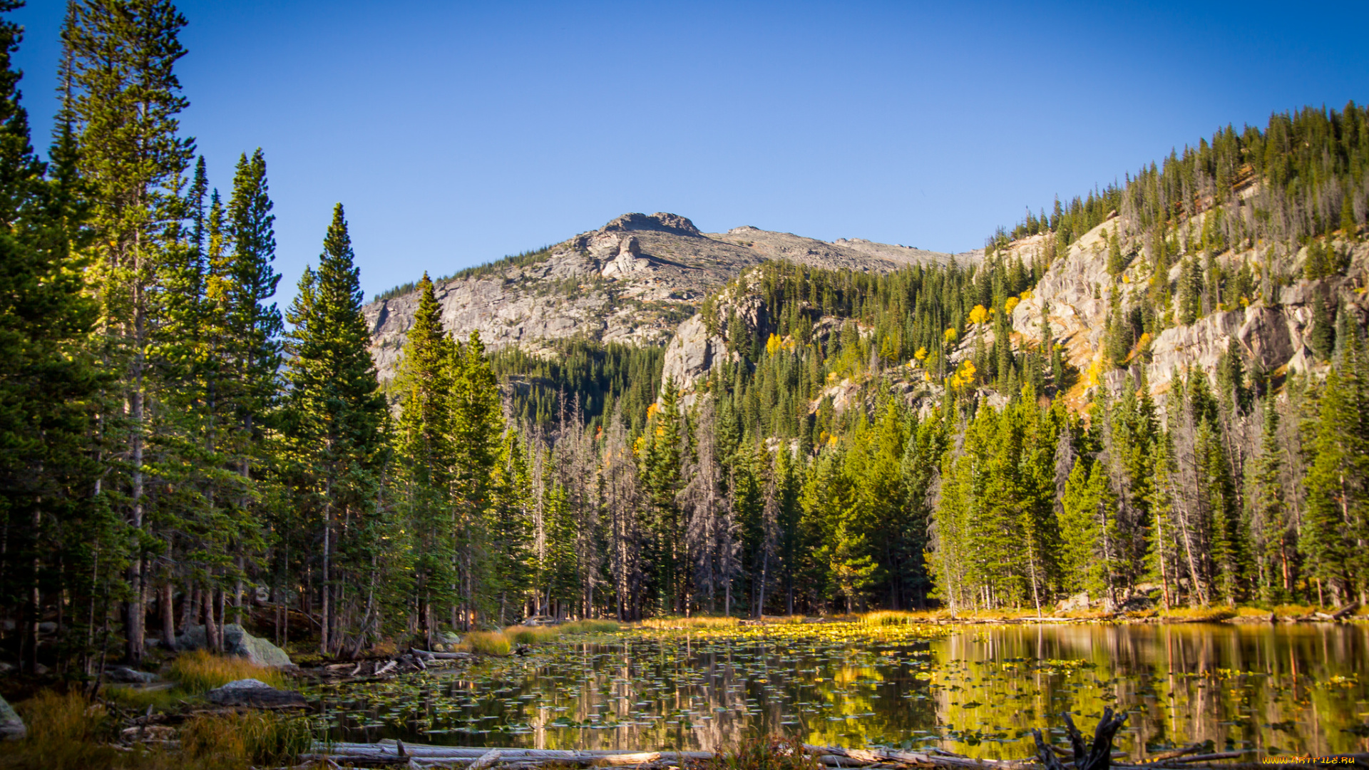 природа, реки, озера, река, лес