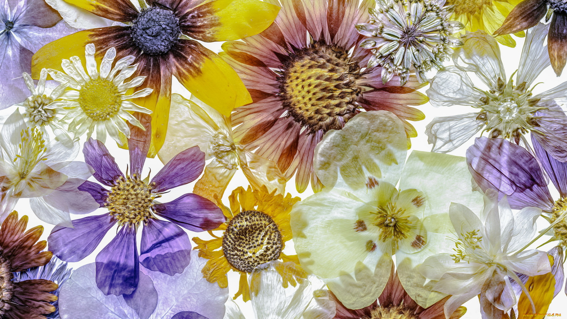 разное, компьютерный, дизайн, цветы