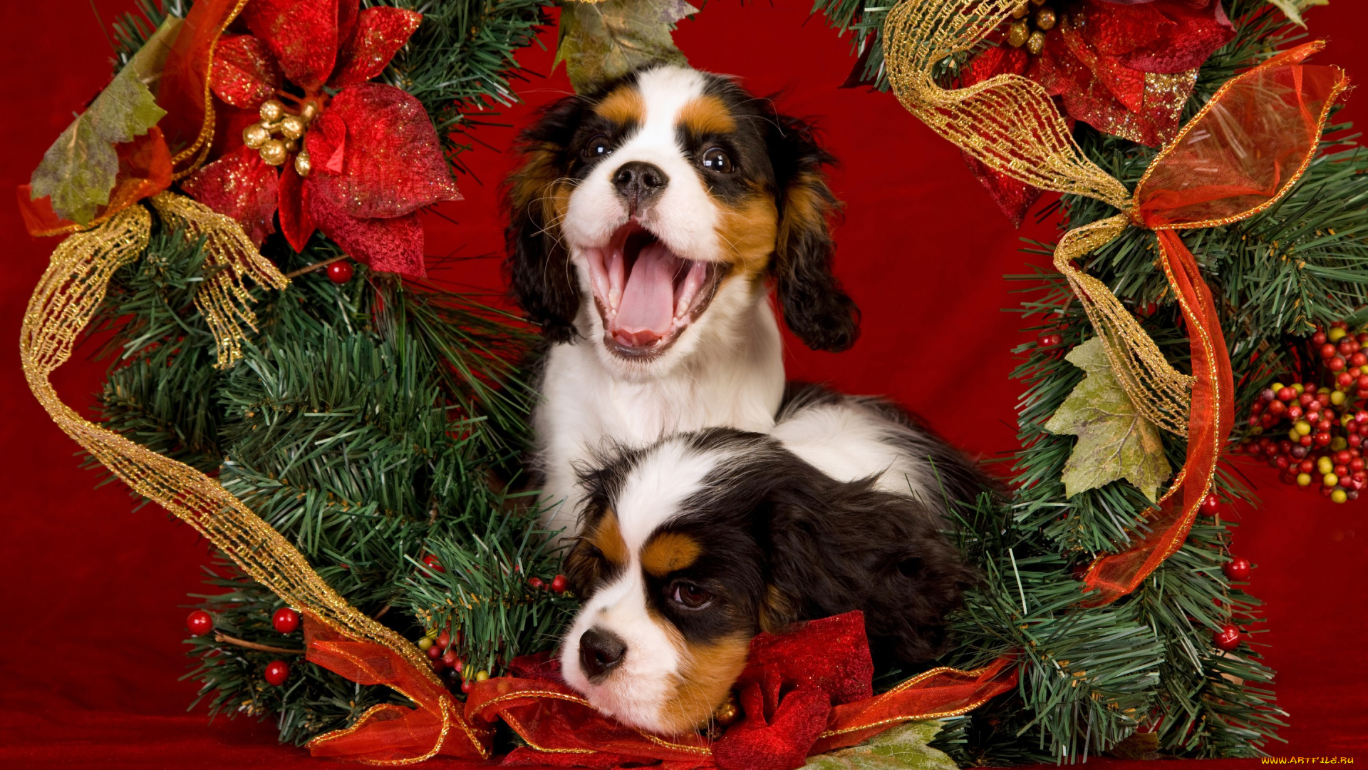 животные, собаки, праздник, язык, рождество, щенки, новый, год, красный, еловые, ветки, мишура, украшения, пасть, пара, двое, позолота