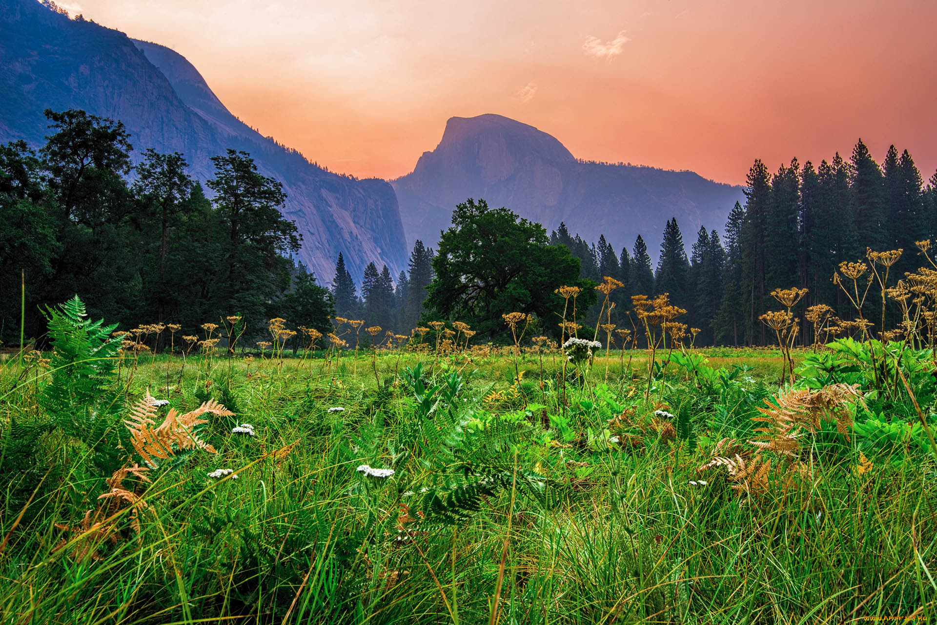 природа, луга, лес, горы, луг